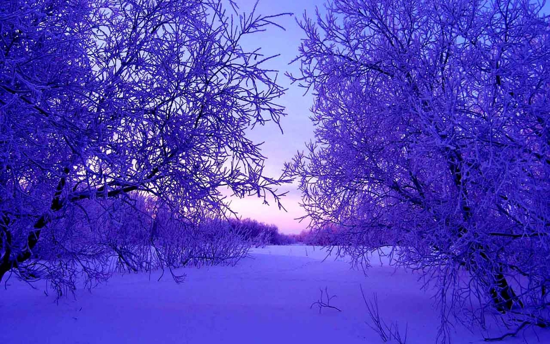 Purple Winter Wallpapers
