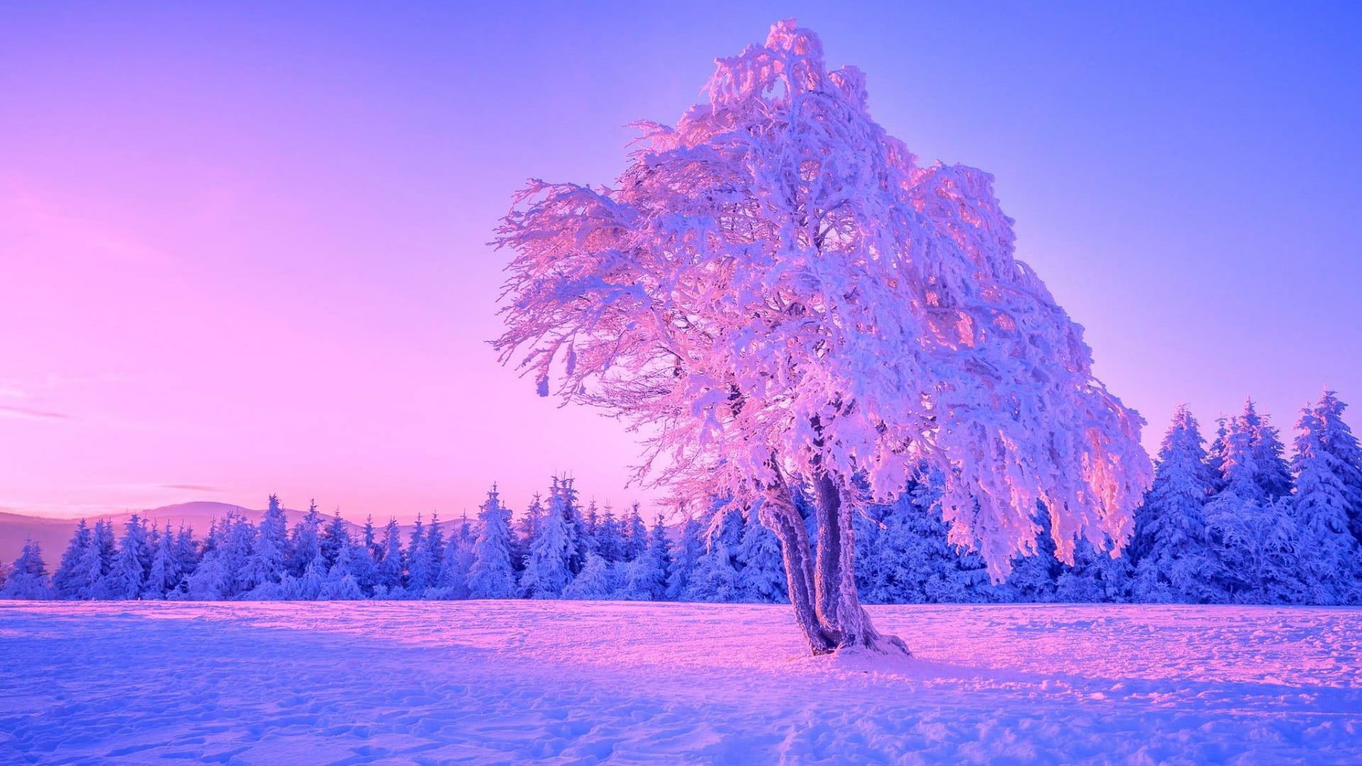 Lone tree wallpaper, winter, sky, nature, freezing, snow, purple sky • Wallpapers For You HD Wallpapers For Desktop & Mobile