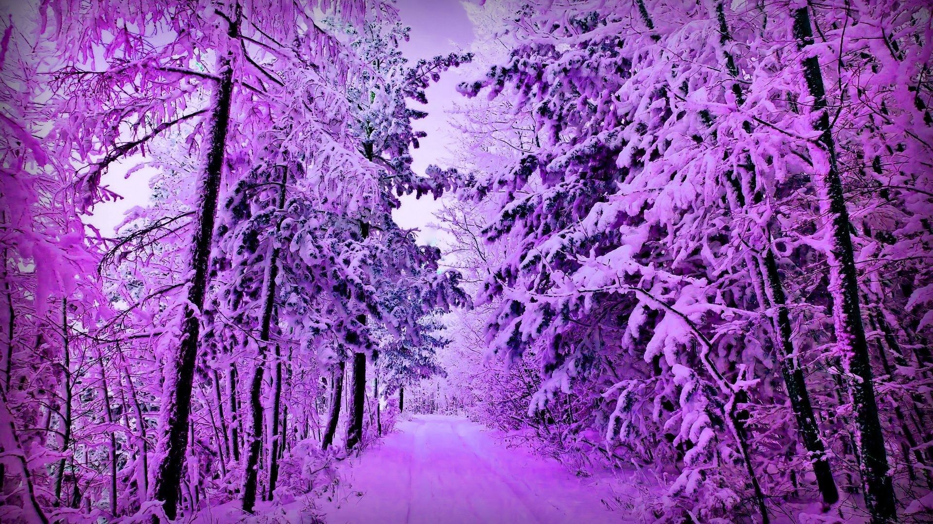 Purple Winter Wallpapers