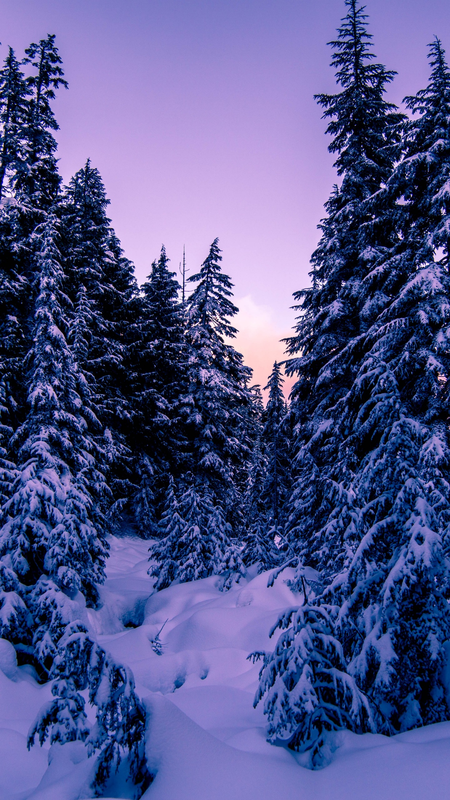 Pine trees Wallpapers 4K, Snow covered, Purple sky, Sunset, Winter, 5K, Nature,