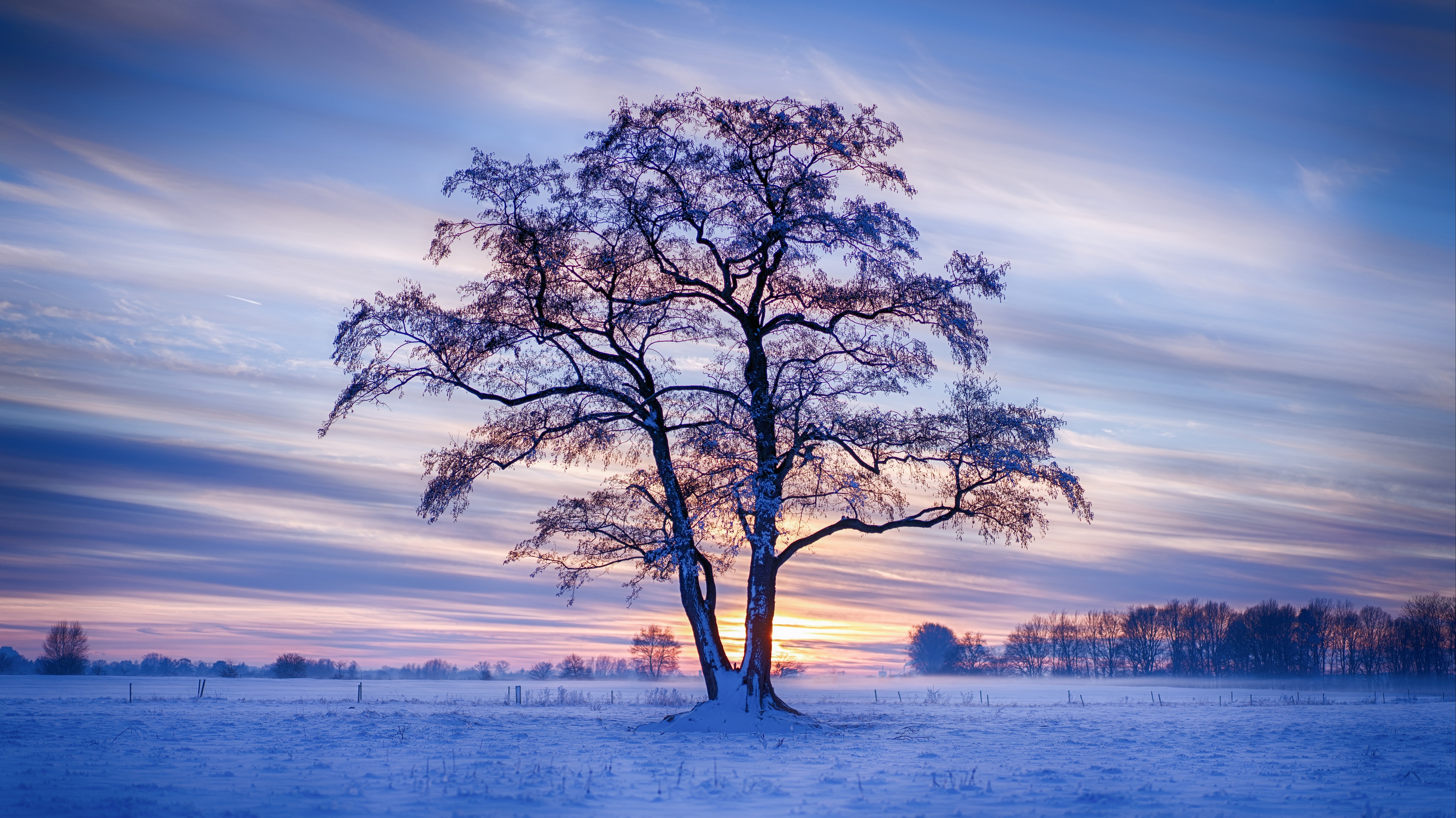 Evening Winter Trees Snow 5k, HD Nature, 4k Wallpapers, Image, Backgrounds, Photos and Pictures