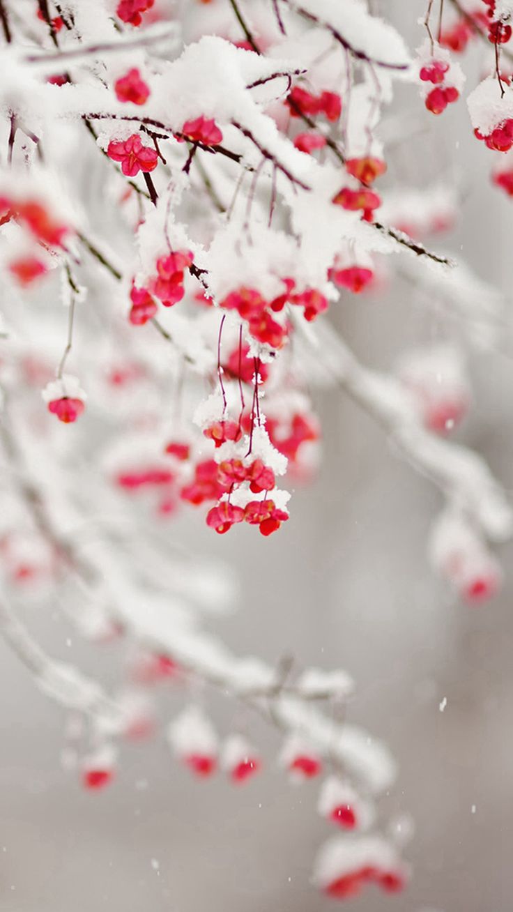 Winter Snowy Pure Icy Fruit Branch iPhone 6 Wallpaper Download. iPhone Wallpaper, iPad wallpaper One-. iPhone wallpaper winter, Winter wallpaper, Winter iphone