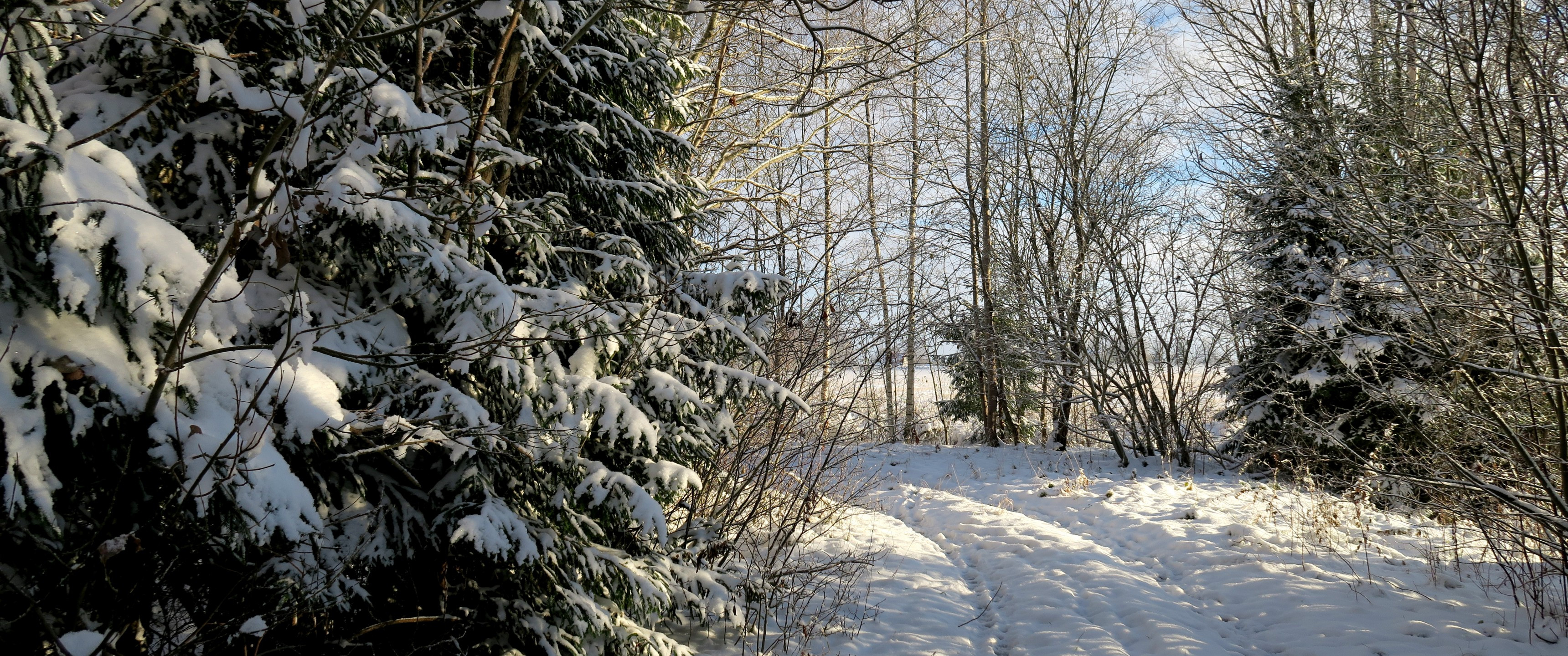 Download 3440x1440 Winter, Snow, Trees Wallpaper