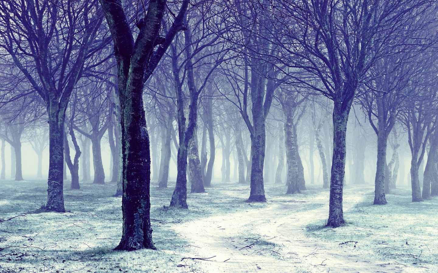 Free download Nature Snowy Winter Forest Trees Wallpapers 1440x900 817260 [1440x900] for your Desktop, Mobile & Tablet