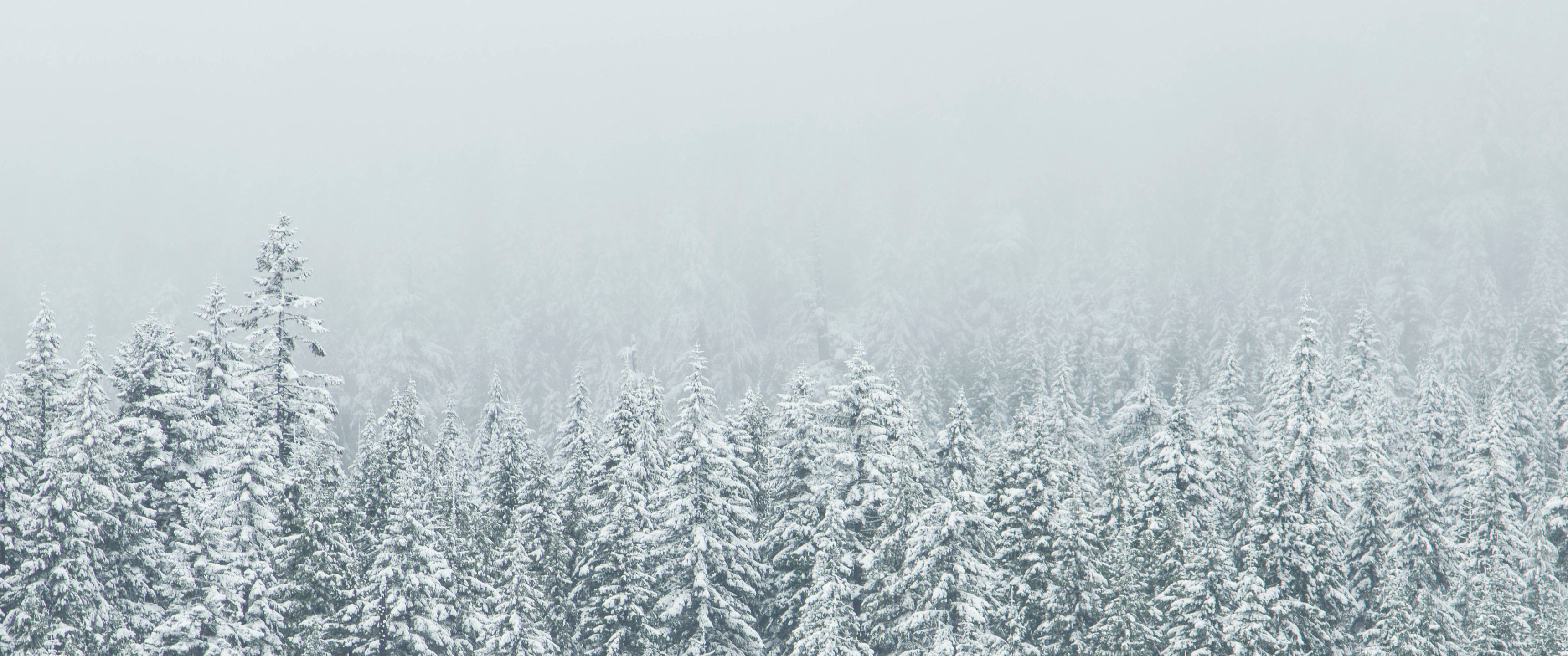 Free download Snow Covered Trees 219 Wallpaper Ultrawide Monitor 219 Wallpaper [3440x1440] for your Desktop, Mobile & Tablet. Explore Ultrawide Monitor Wallpaper. Ultra Wide Wallpaper 2560x1080 HD Wallpaper, 21 9 Wallpaper 3440x1440