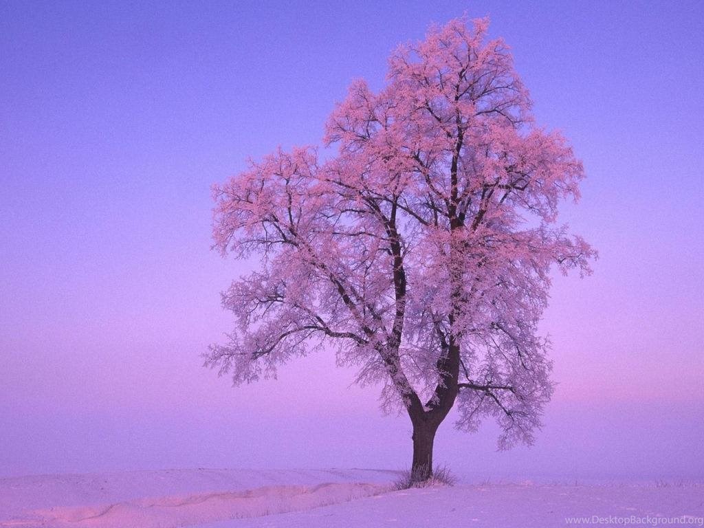 Pink Winter Tree Qwdj Wallpapers 1024×768 Px Free Download Desktop Backgrounds