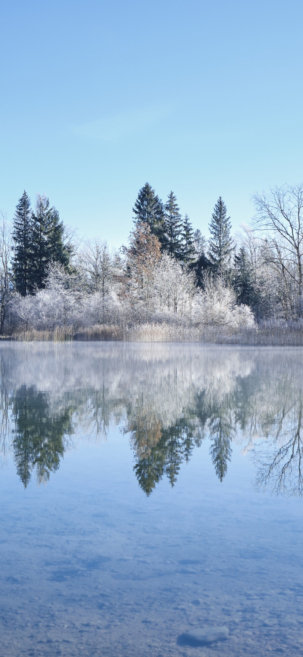 Download 1170x2532 Snow, Winter, Lake, Reflection, Clear Sky, Trees, Frost Wallpaper for iPhone 12 Pro