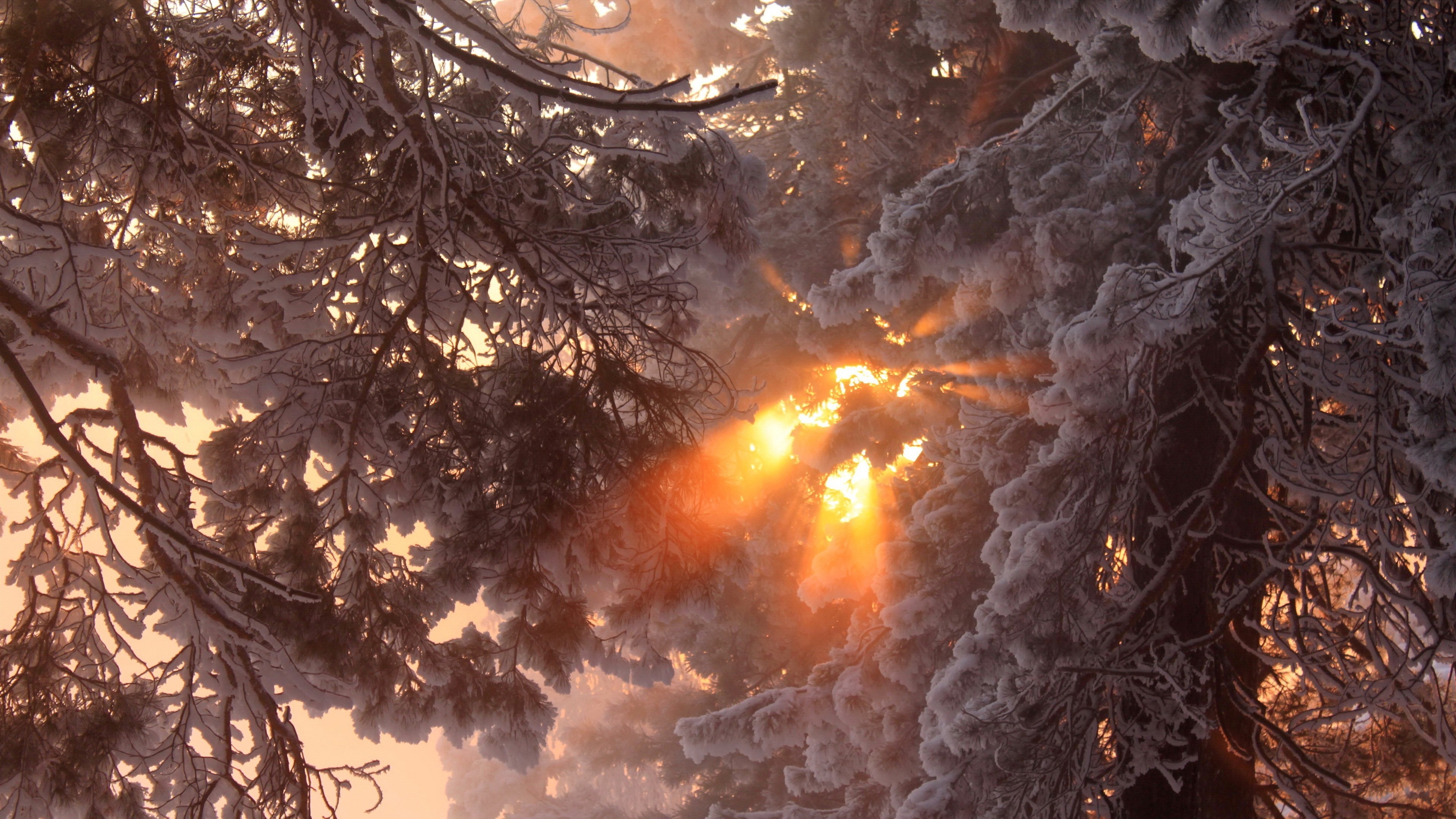 Wallpapers Thick snow, trees, winter, sun rays 3840x2160 UHD 4K Picture, Image