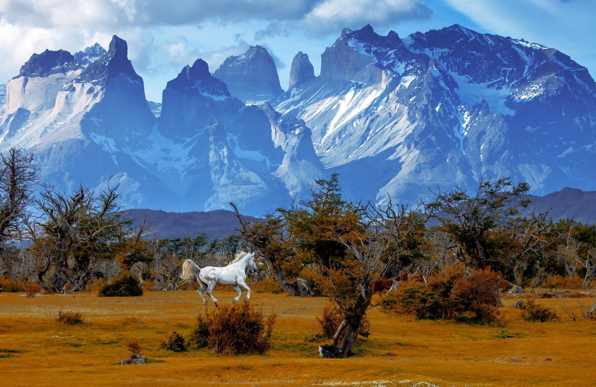 mountains, Trees, Horse, National, Park, Torres, Del, Paine, National, Park, Chile, Patagonia, Autumn Wallpaper HD / Desktop and Mobile Background