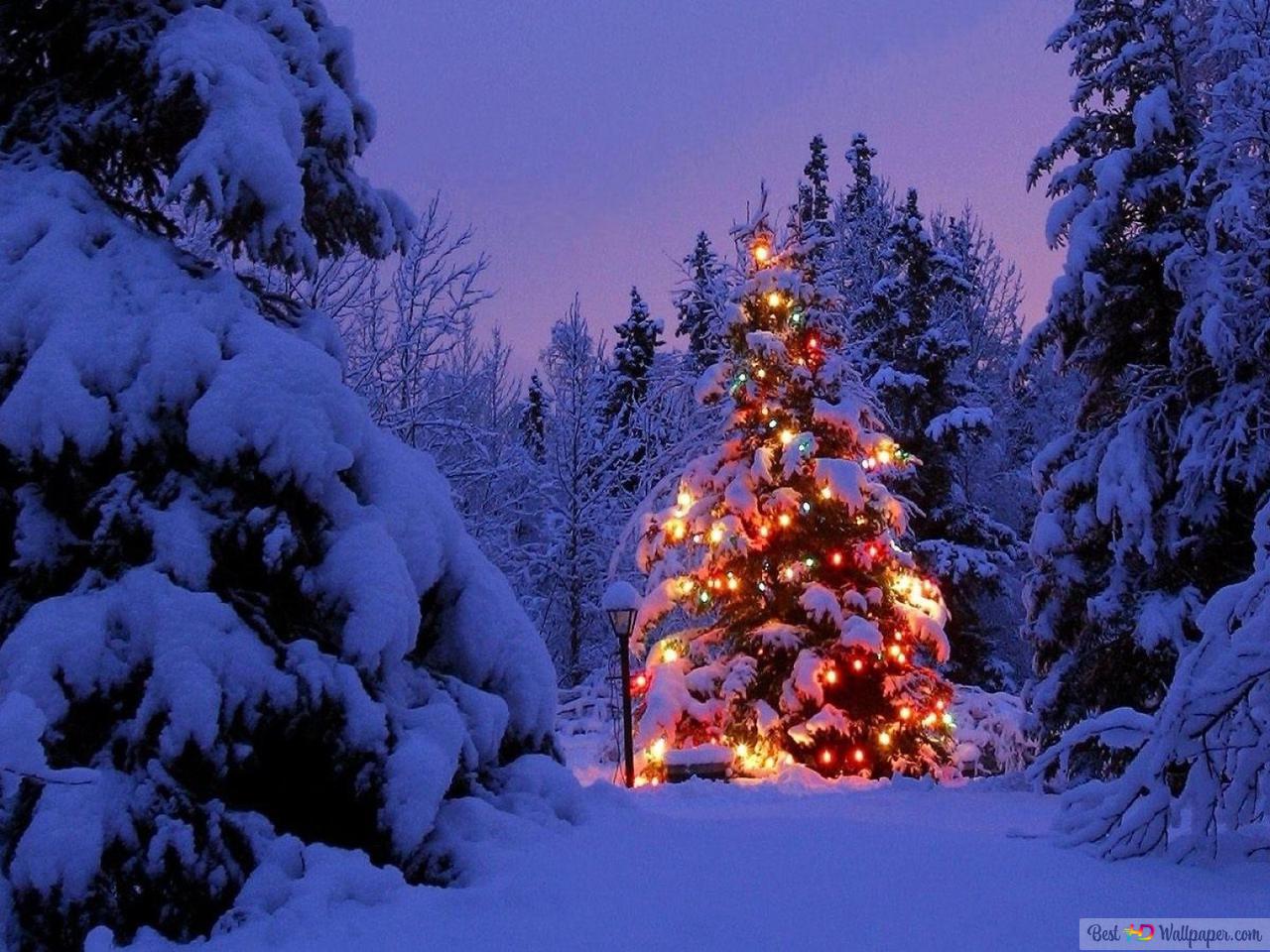 Colorful christmas tree in the woods HD wallpaper download