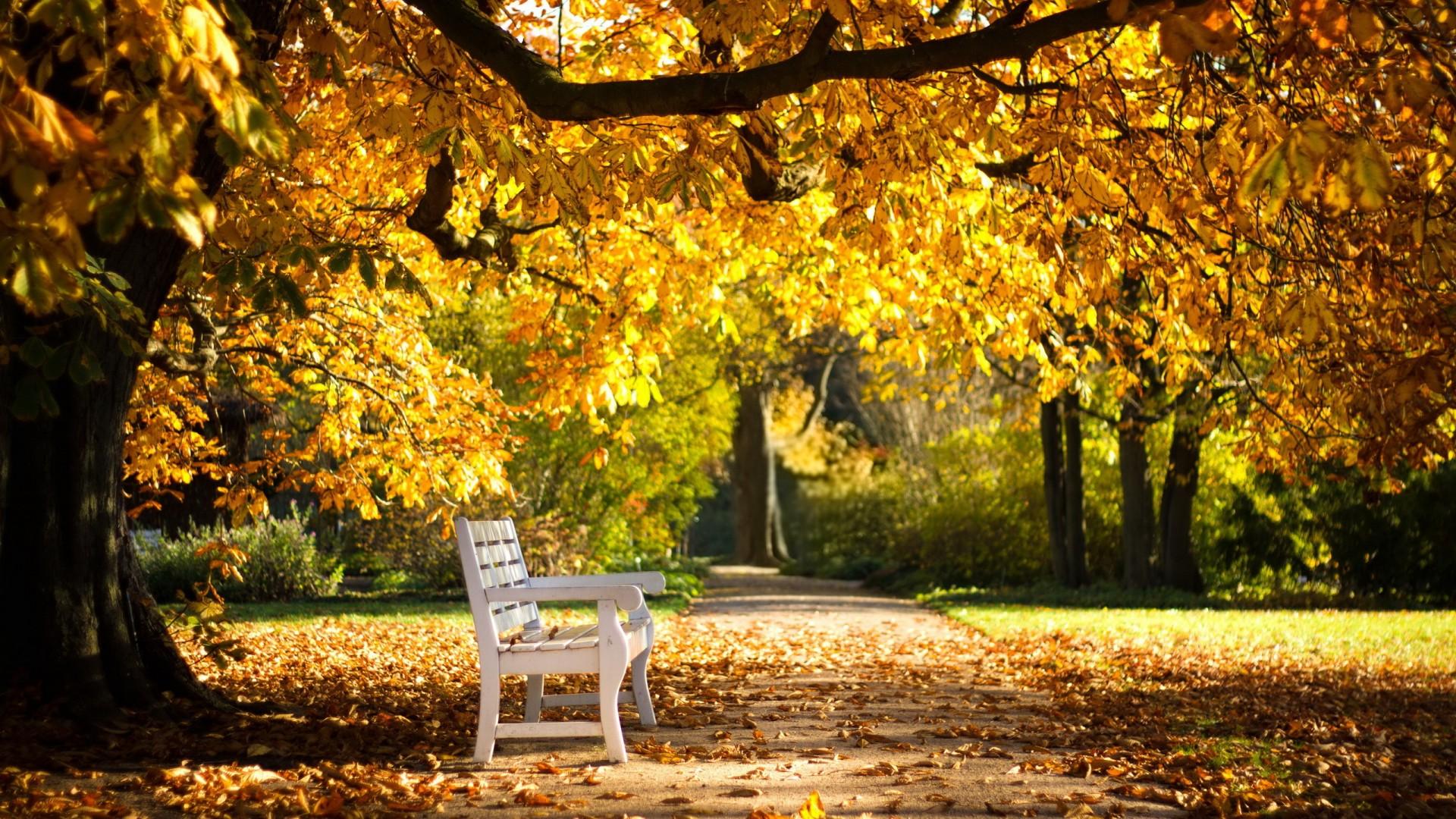 Autumn Leaves And Bench