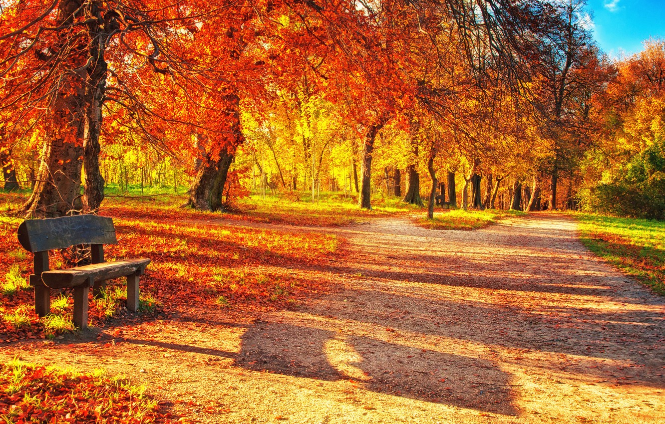 Wallpapers autumn, forest, leaves, bench, Park, park, autumn, leaves image for desktop, section природа