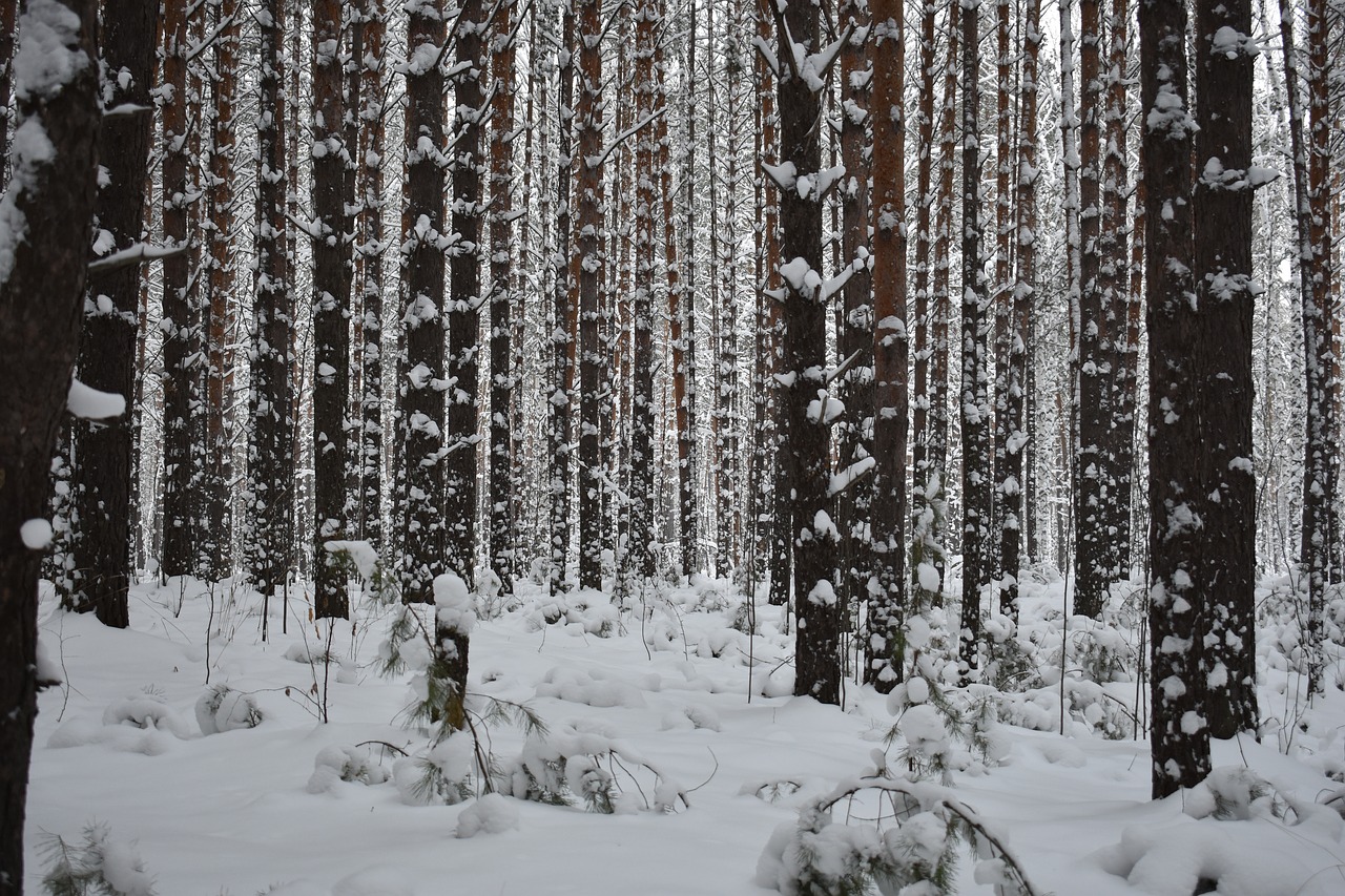 Forest Snow Pine