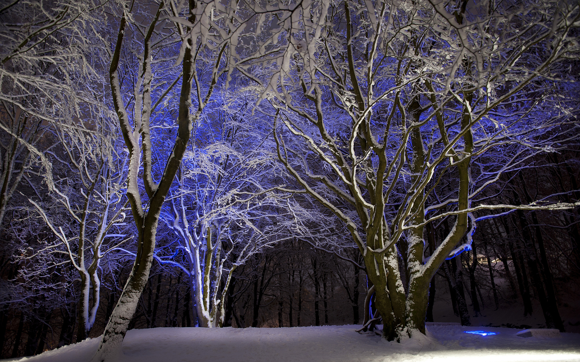 nature, Landscapes, Trees, Winter, Snow, Seasons, Light, Purple, Contrast, Color Wallpaper HD / Desktop and Mobile Background