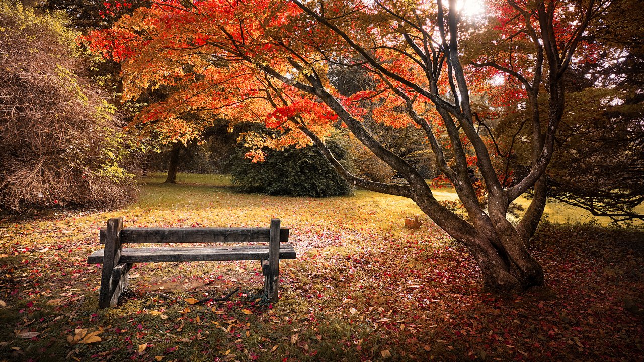 Maple trees, Autumn leaves, Wooden bench, Beautiful, Scenery, 4k » Free desktop 4k wallpapers, Ultra HD