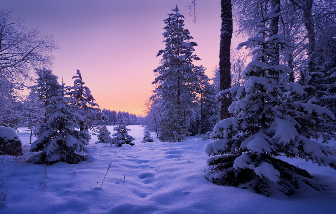 Wallpaper winter, frost, forest, the sky, snow, trees, sunset, the evening, ate, the snow, pine, twilight, winter landscape, snowy, lilac image for desktop, section пейзажи