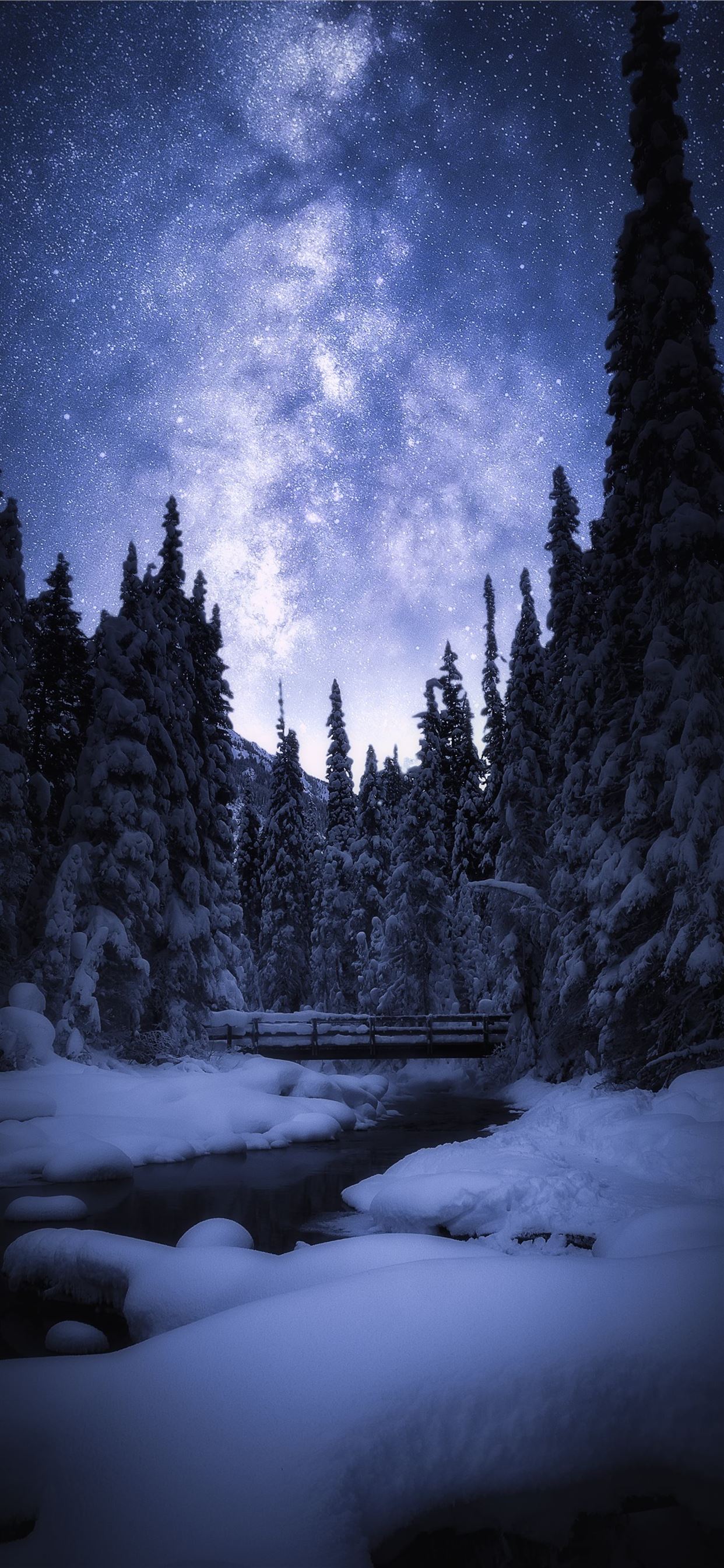 snow covered pine trees during nighttime iPhone 11 Wallpaper Free Download