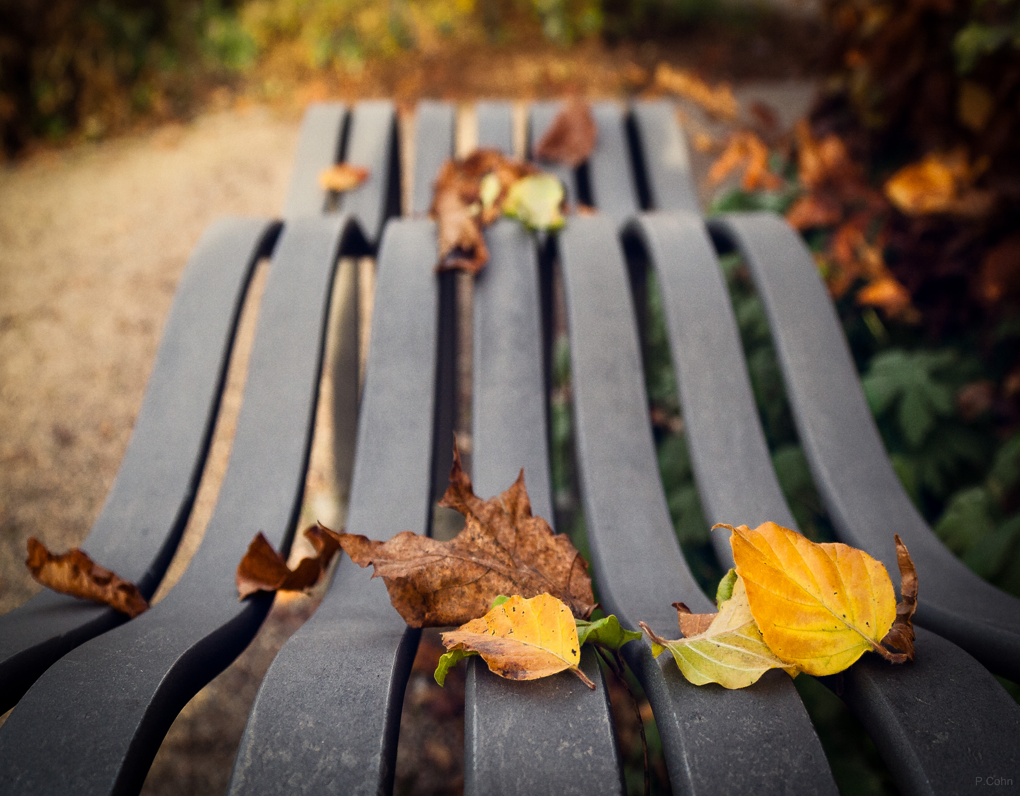 Wallpapers : fall, leaves, park, yellow, bench, Sweden, spring, tree, autumn, leaf, flower, plant, flora, enk ping, dr mparken 3331x2599
