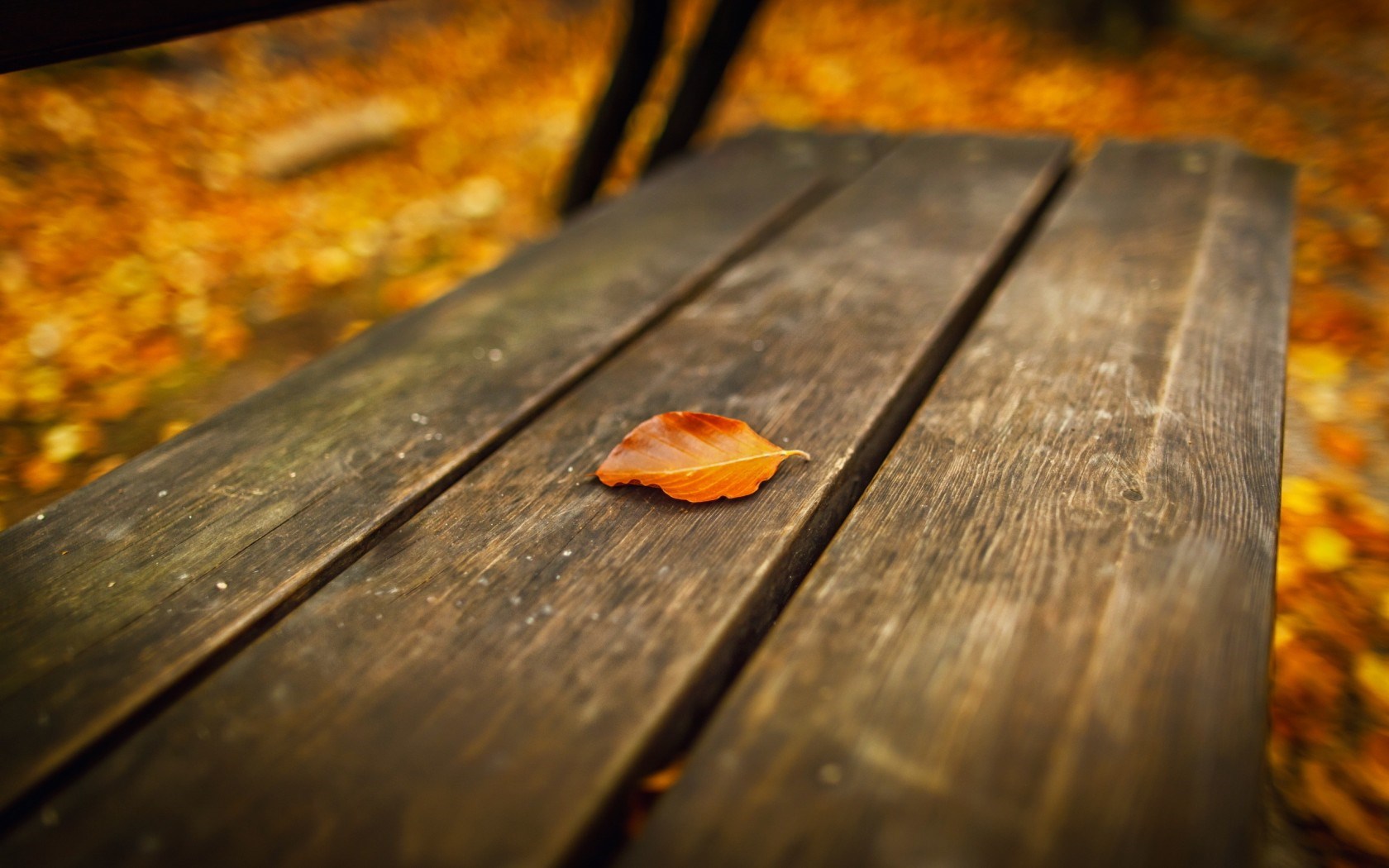 Bench Leaf Fall