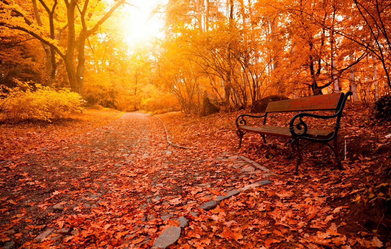 Wallpapers relax, forest, trees, nature, park, beautiful, glow, autumn, leaves, rays, bench, lovely, nice, alley, path, fall image for desktop, section природа