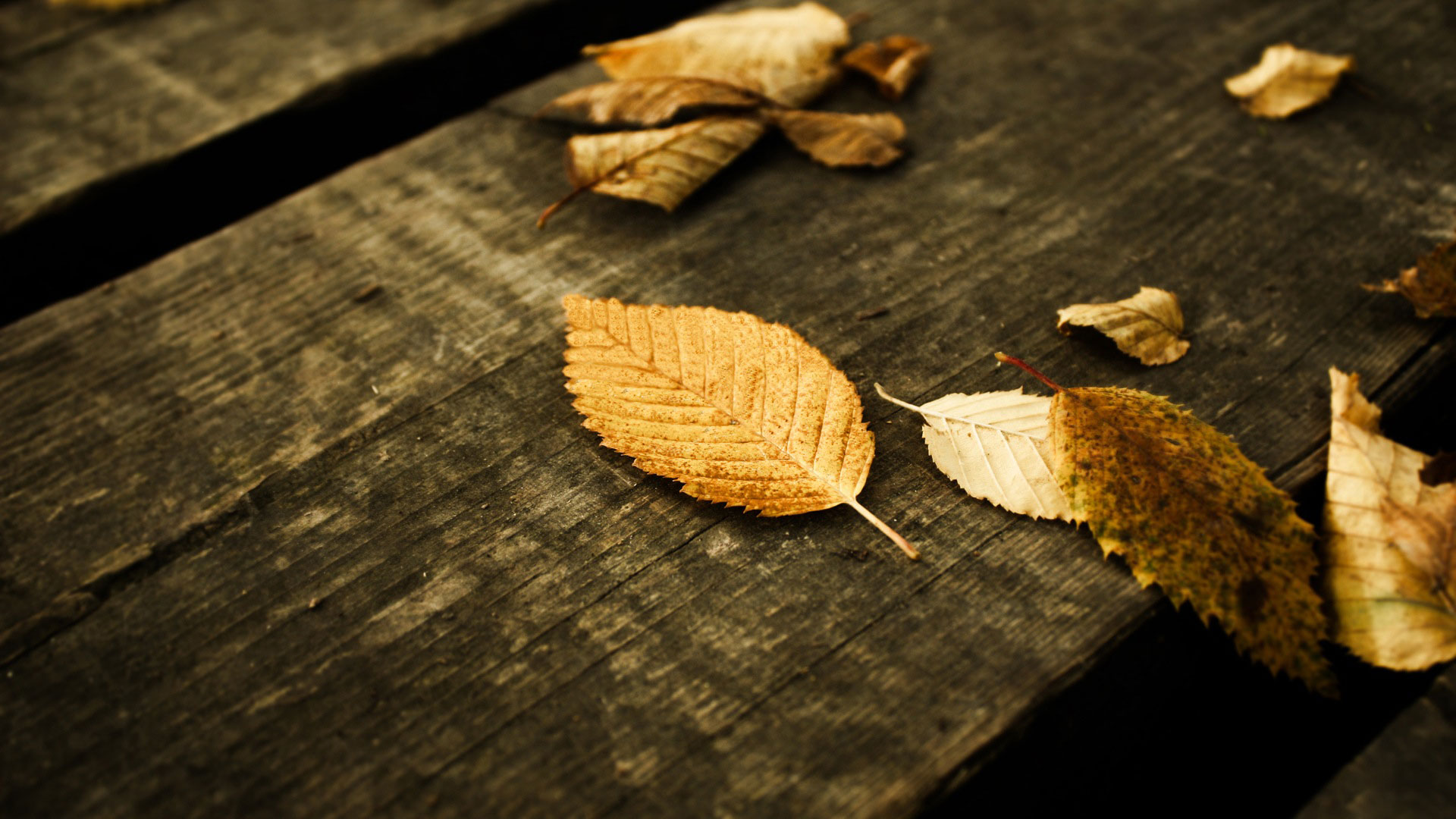 Autumn leaves on the bench of wood