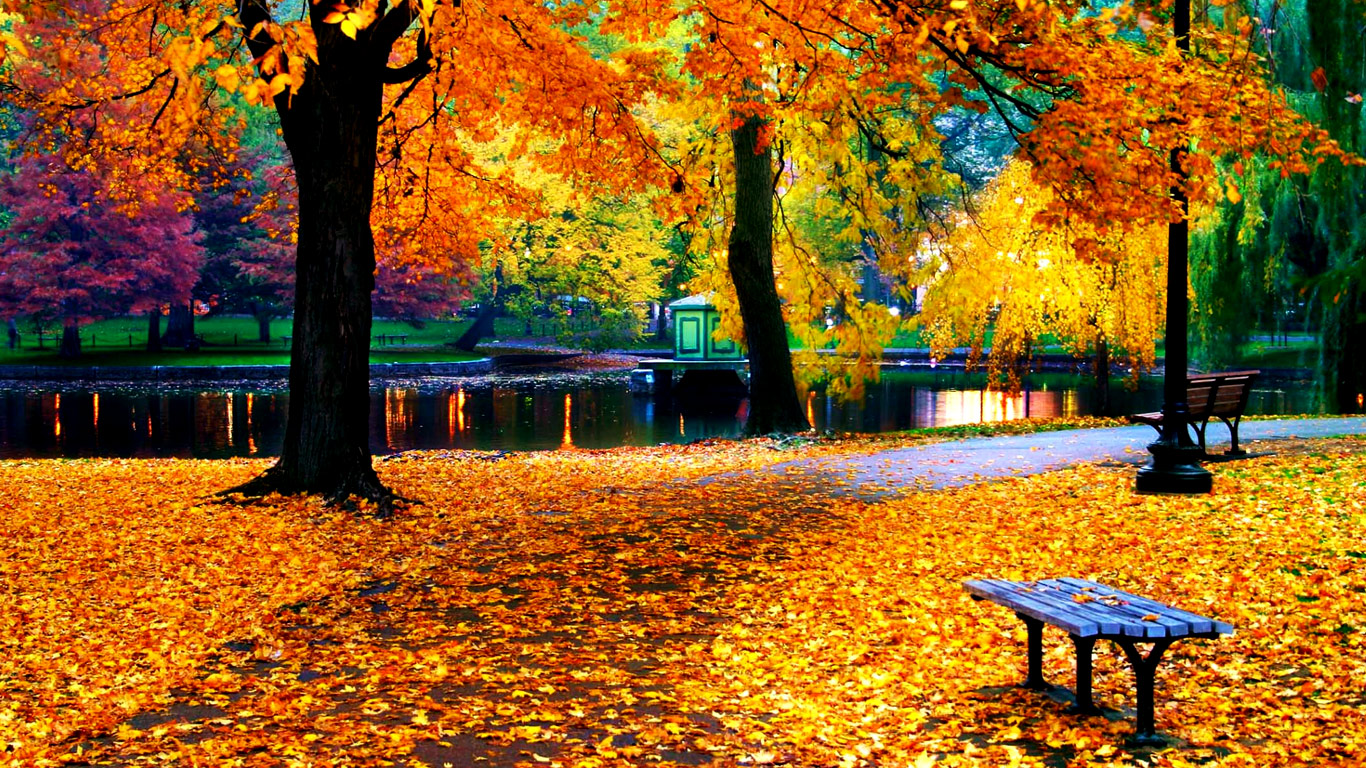 fall wallpapers hd,natural landscape,tree,nature,deciduous,leaf,autumn,table, bench,picnic table,woody plant,