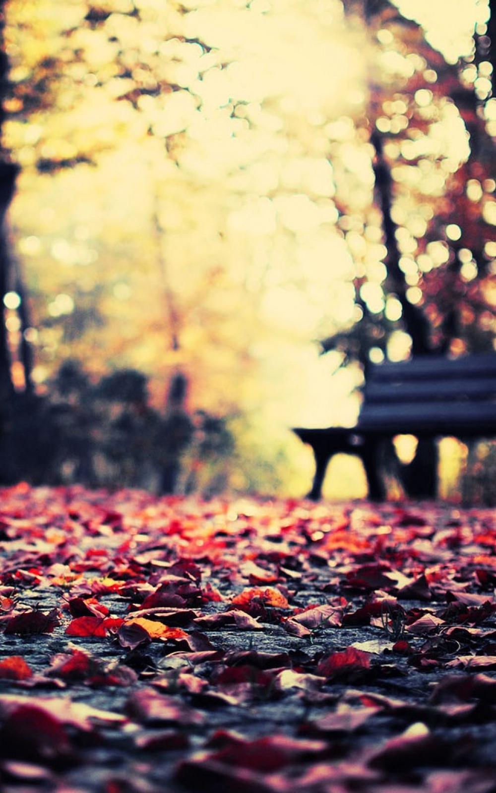 Autumn Leaves Bench Park Android Wallpapers free download