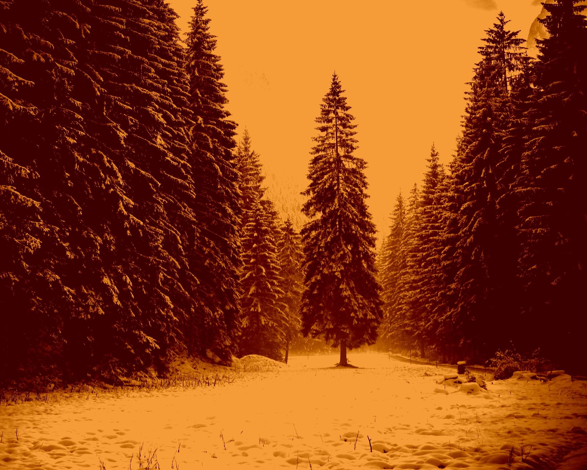 landscape, Nature, Tree, Forest, Woods, Sepia, Winter Wallpaper HD / Desktop and Mobile Background