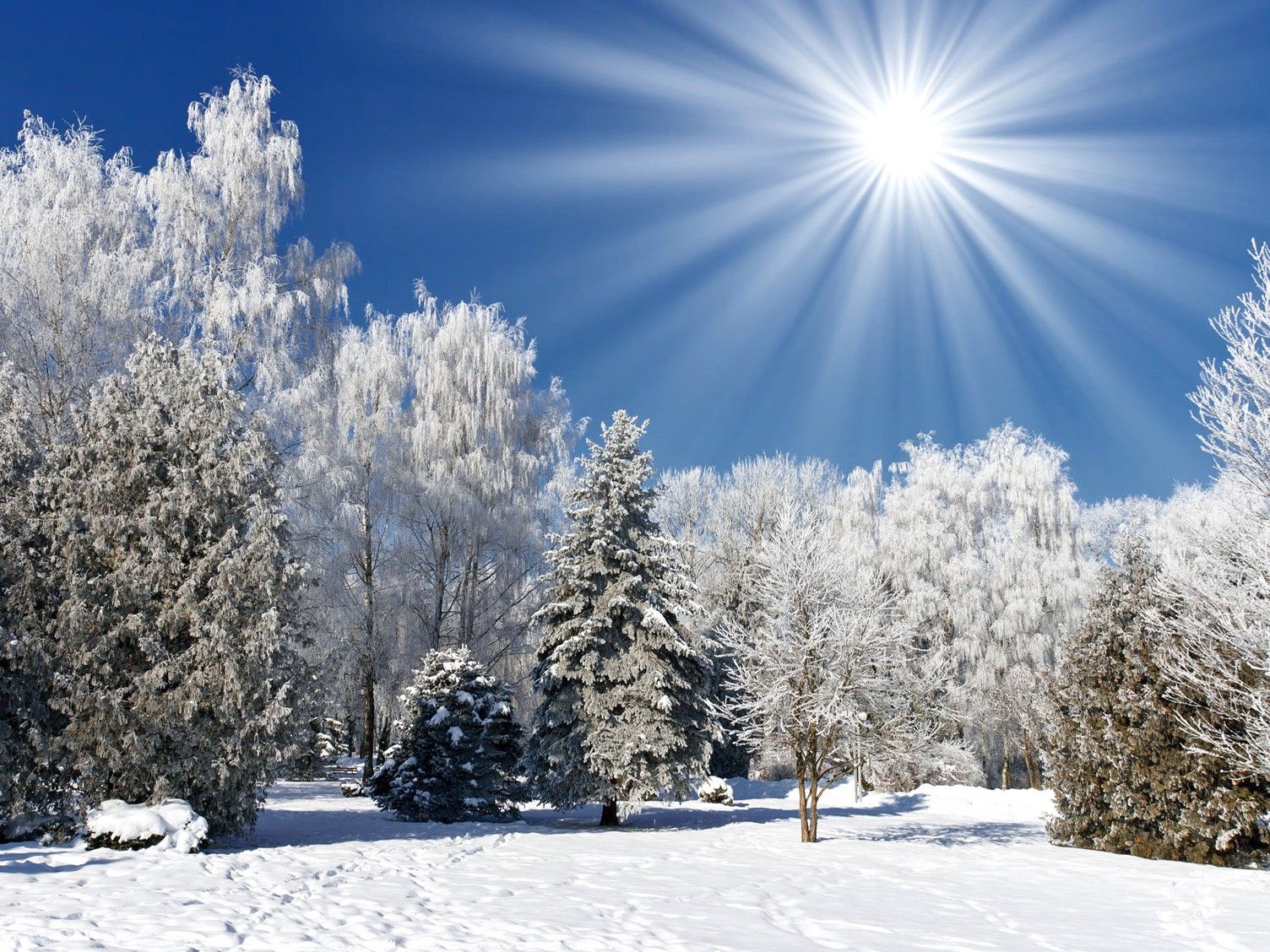 Winter Sunshine Wallpaper