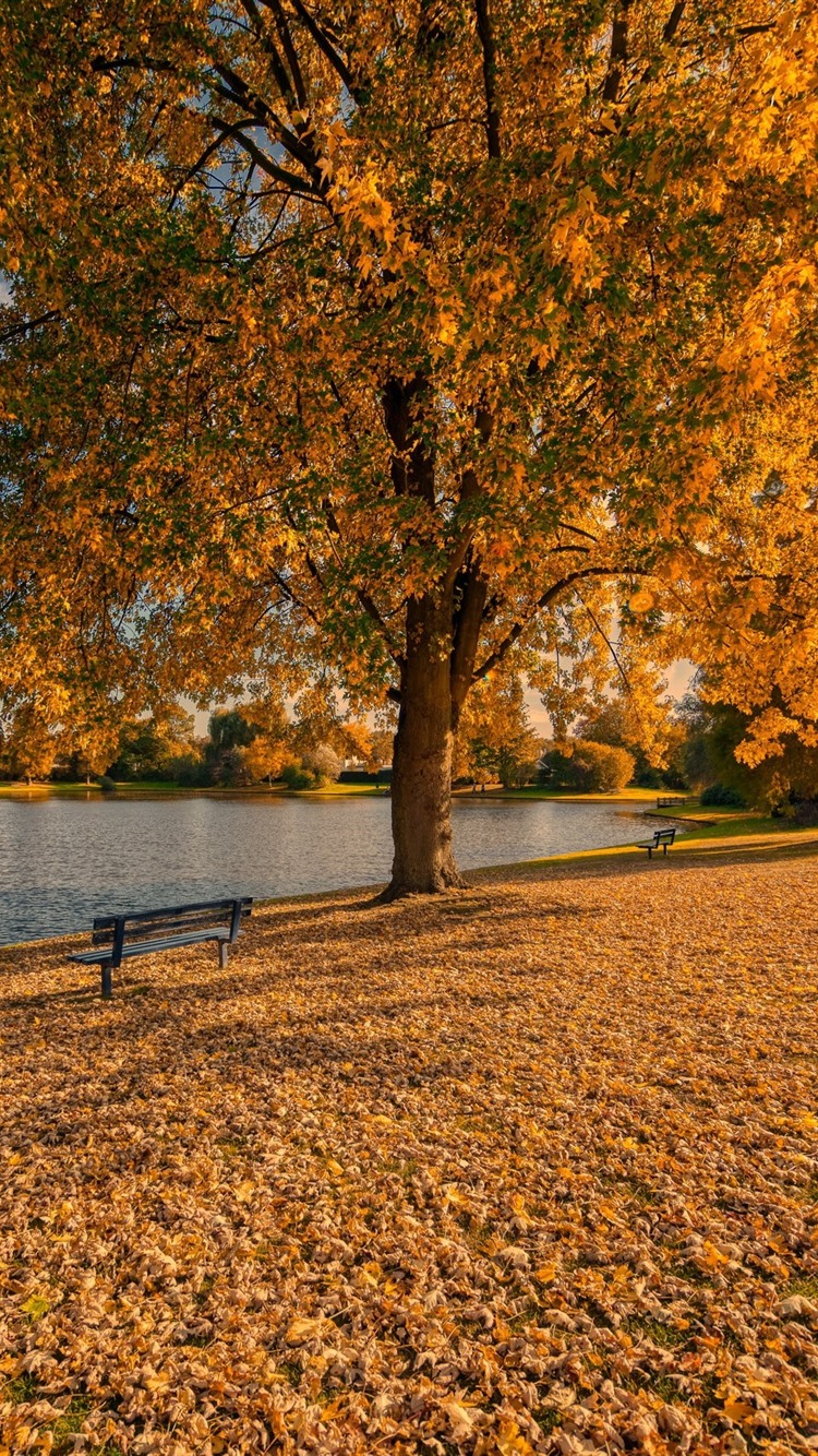 Golden autumn, trees, leaves, bench, park, lake 750x1334 iPhone 8/7/6/6S wallpaper, background, picture, image