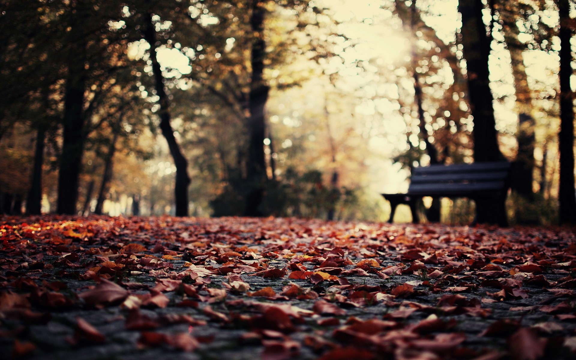 Wallpapers : sunlight, forest, fall, leaves, depth of field, nature, evening, morning, bench, bokeh, tree, autumn, leaf, season, woodland, woody plant 1920x1200