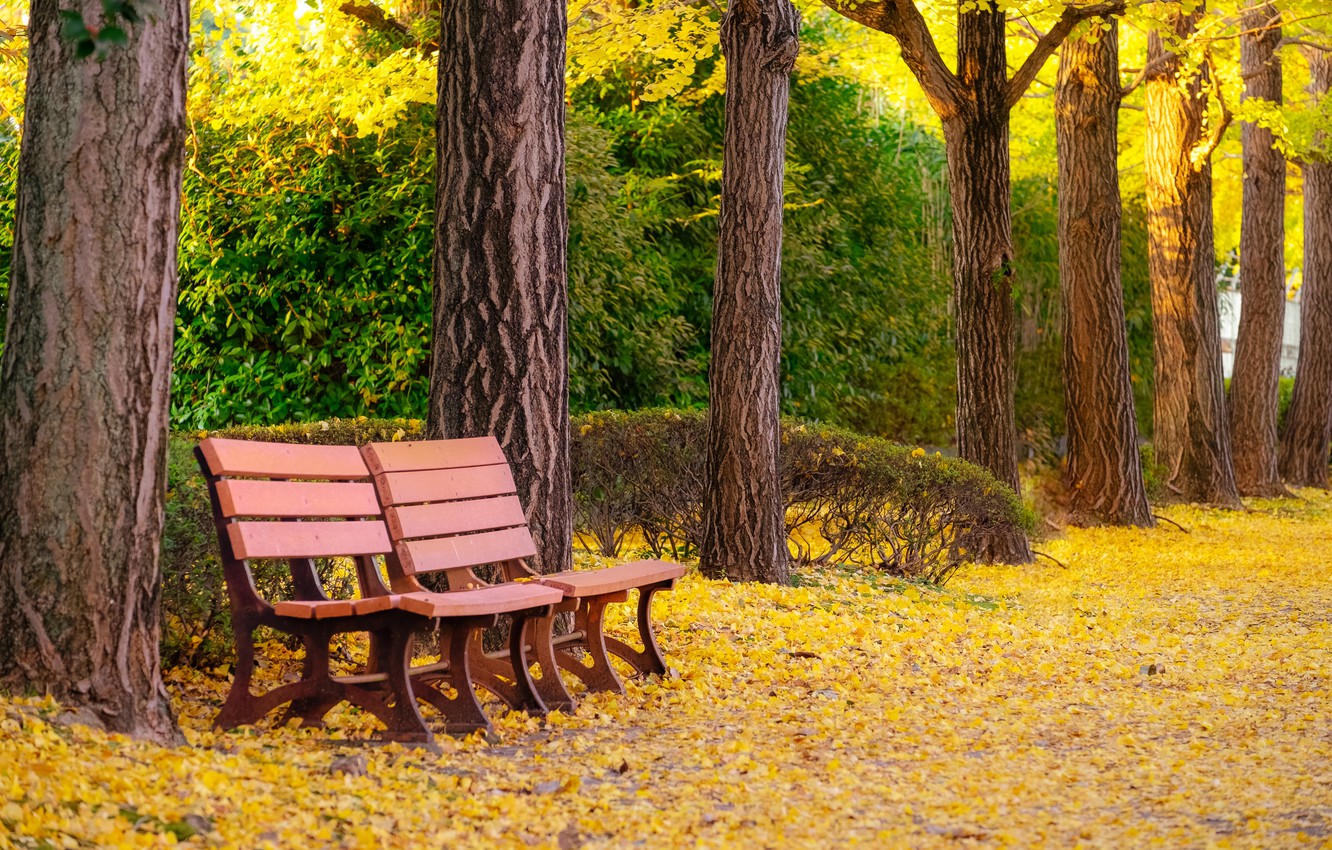 Wallpapers autumn, leaves, trees, bench, Park, park, autumn, leaves, tree, bench, fall image for desktop, section природа