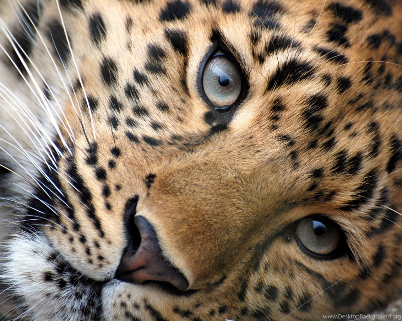 Download Wallpaper 3840x2400 Leopard, Face, Eyes, Big Cat Ultra HD. Desktop Background