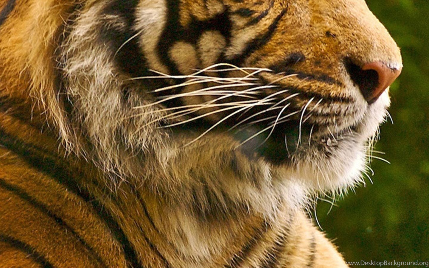 Big Tiger Galaxy Note 5 Desktop Background