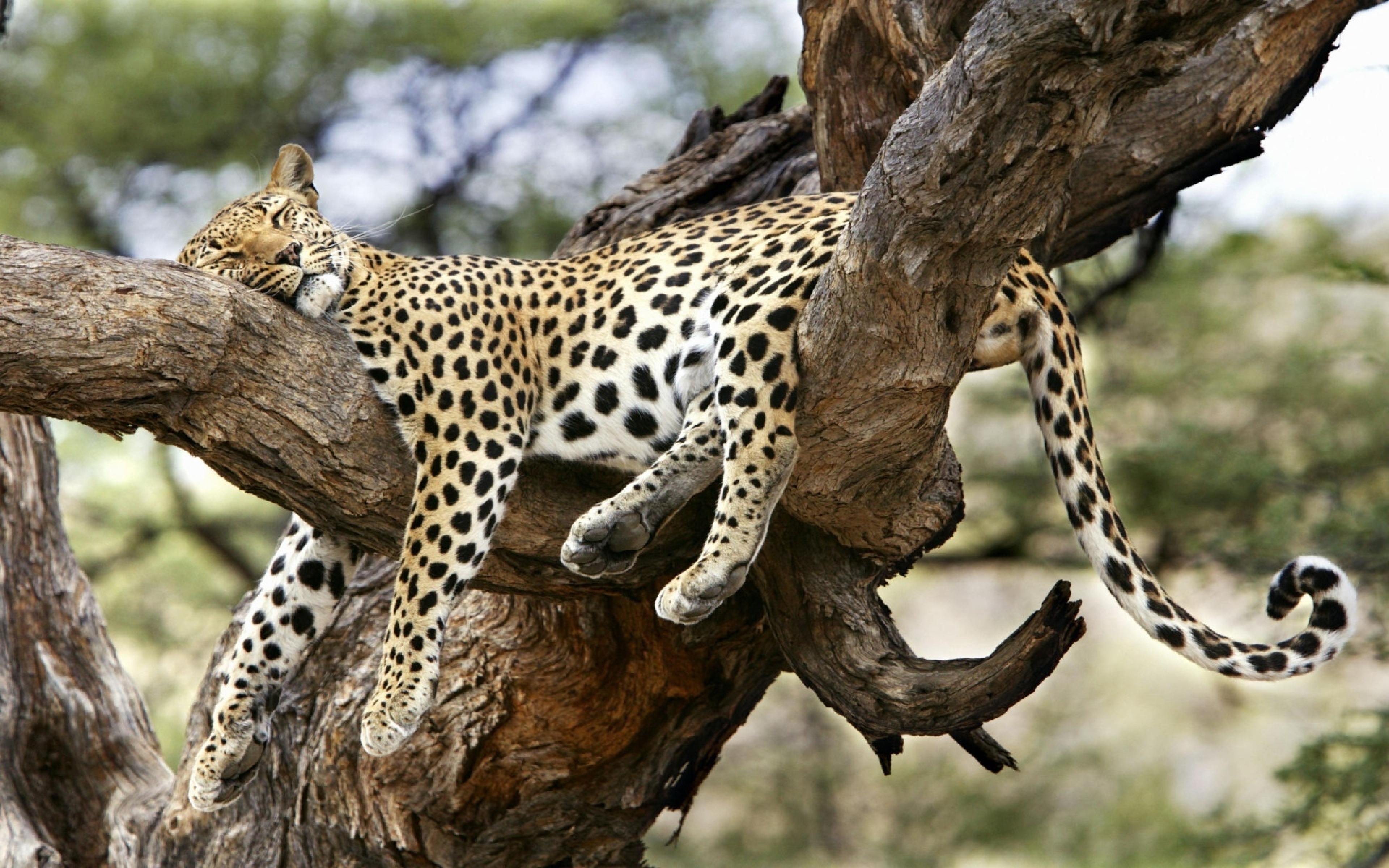 ScreenBeauty. leopard, lying, big cat. Animals & Birds