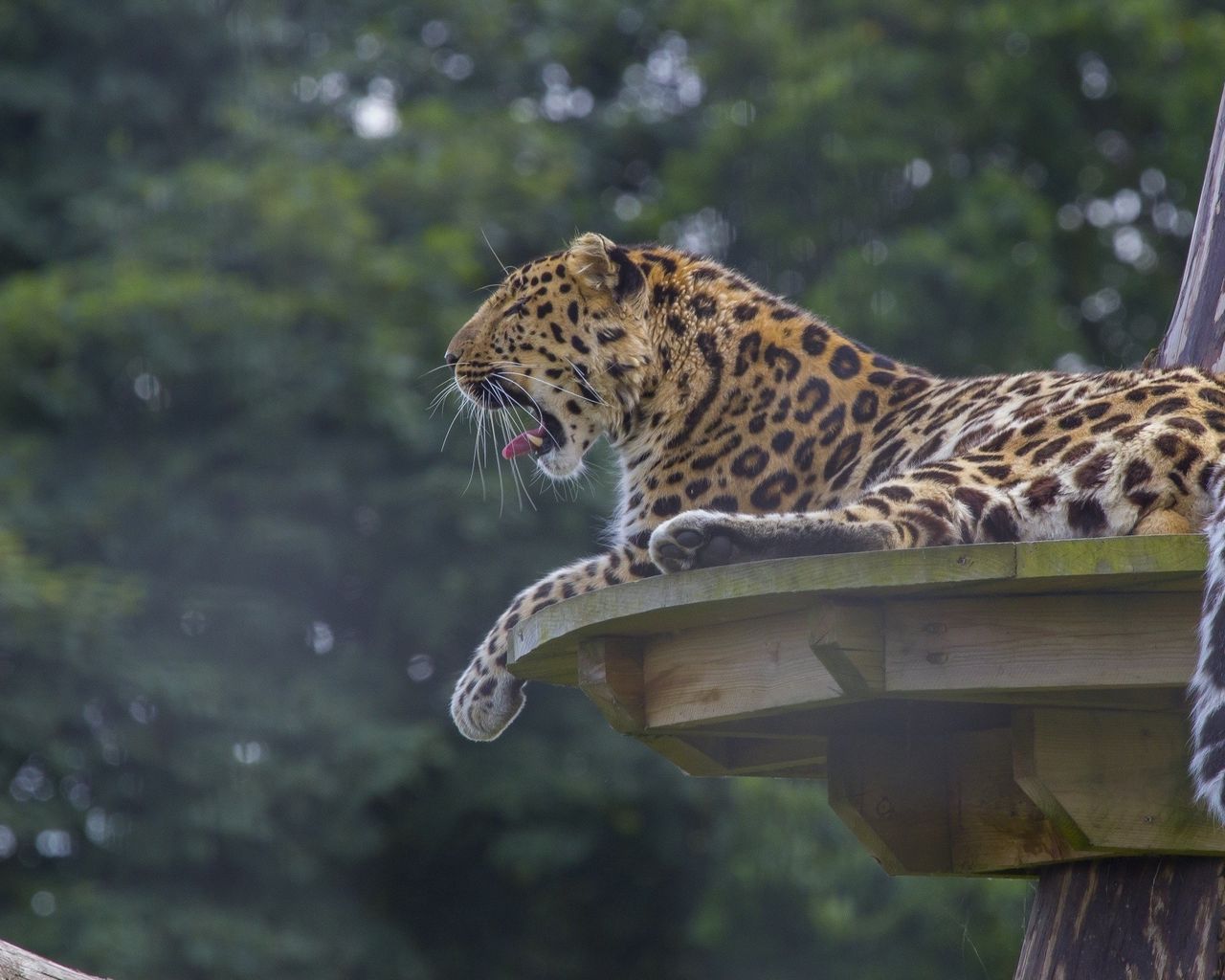 Download wallpaper 1280x1024 leopard, predator, big cat, lying, spotted standard 5:4 HD background