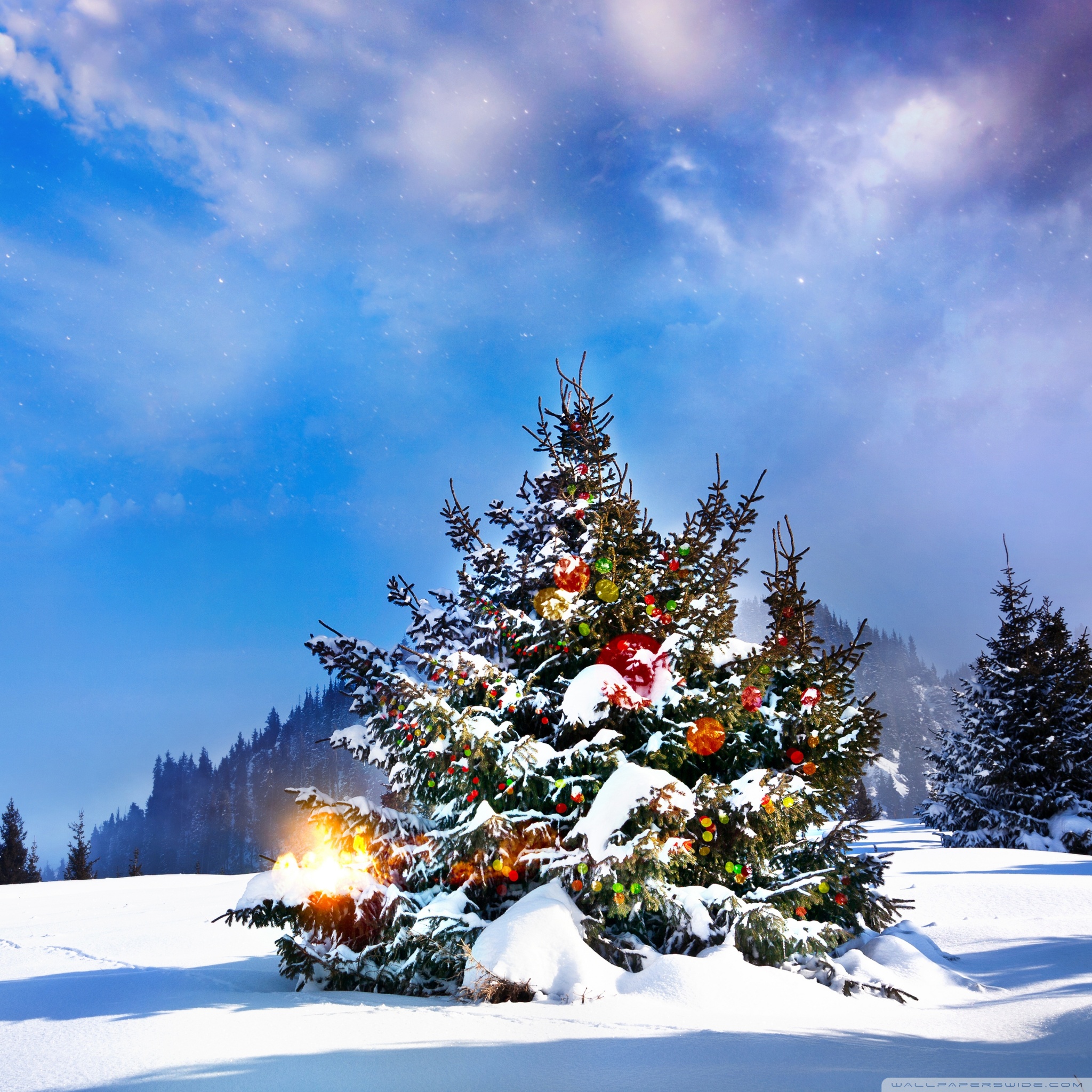 Christmas Trees Decorated Outside Ultra HD Desktop Background Wallpaper for 4K UHD TV, Widescreen & UltraWide Desktop & Laptop, Tablet