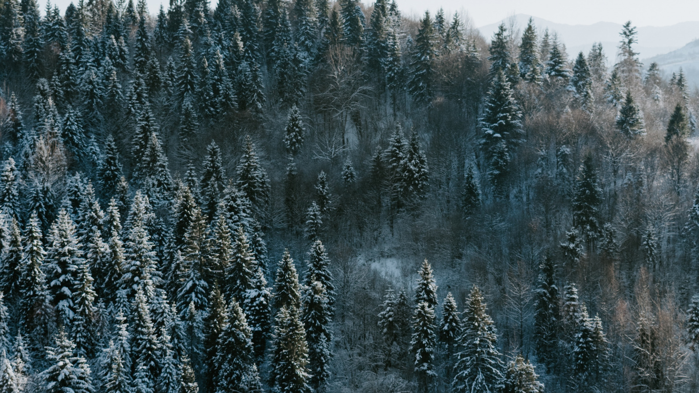 Download Pine trees, winter, nature, forest wallpaper, 1366x Tablet, laptop