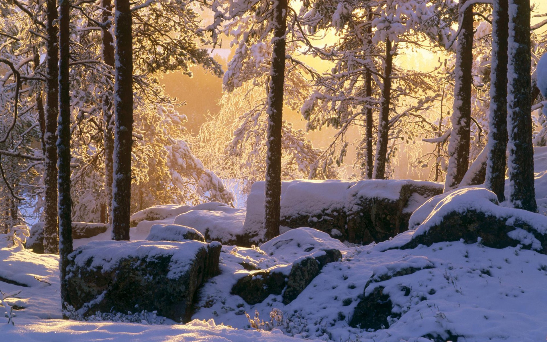 Winter Forest Laptop Background