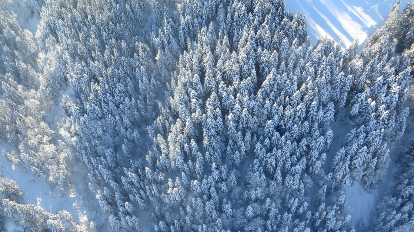 Download 1366x768 wallpaper winter, trees, forest, aerial view, tablet, laptop, 1366x768 HD image, background, 1406
