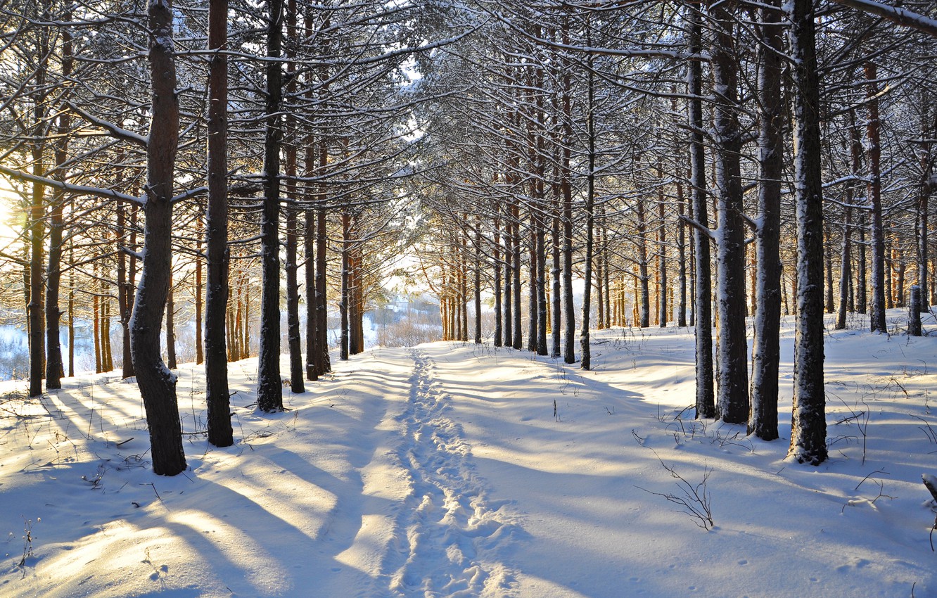 Wallpaper winter, forest, snow, trees, traces, clearing image for desktop, section природа