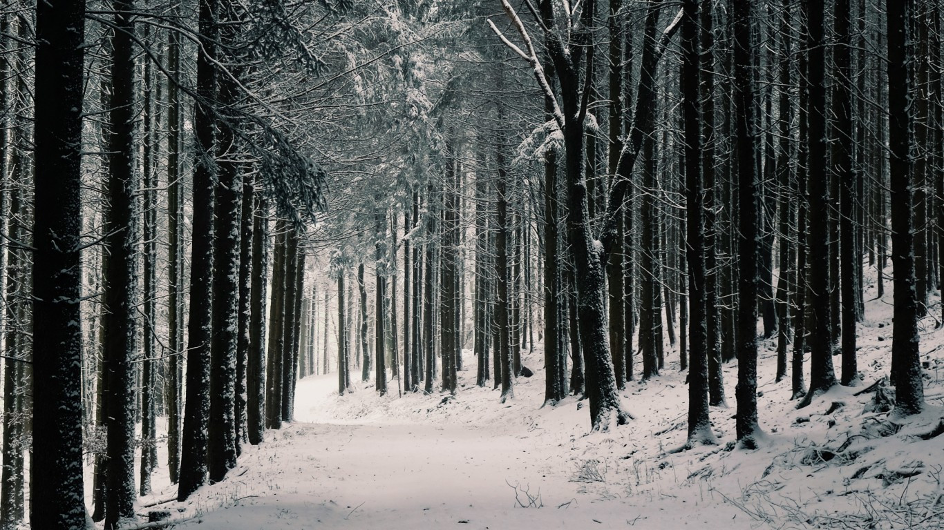Download 1366x768 Winter, Forest, Snow, Path, Trees Wallpaper for Laptop , Notebook
