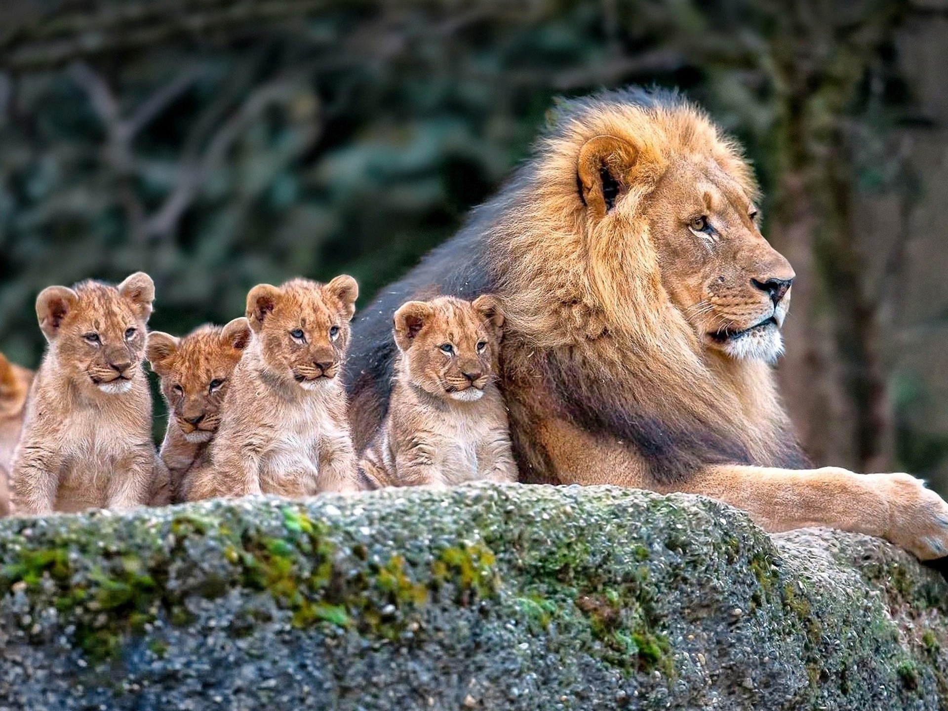 Lion Family Background HD Widescreen Resolution, Wallpaper13.com