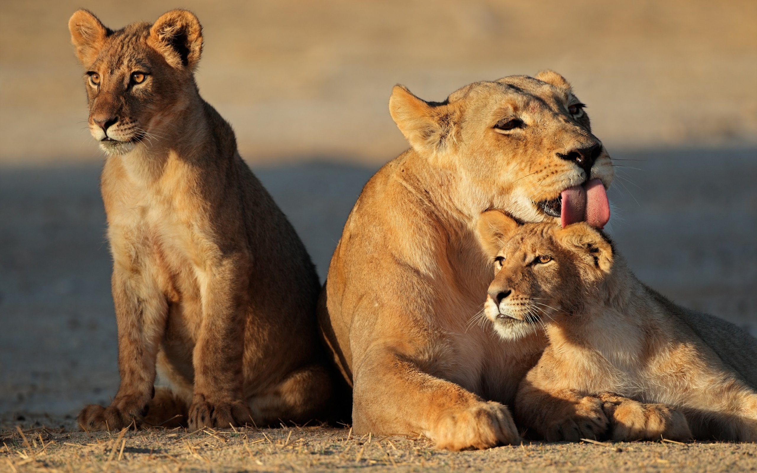 Young Lion Family HD Wallpaper