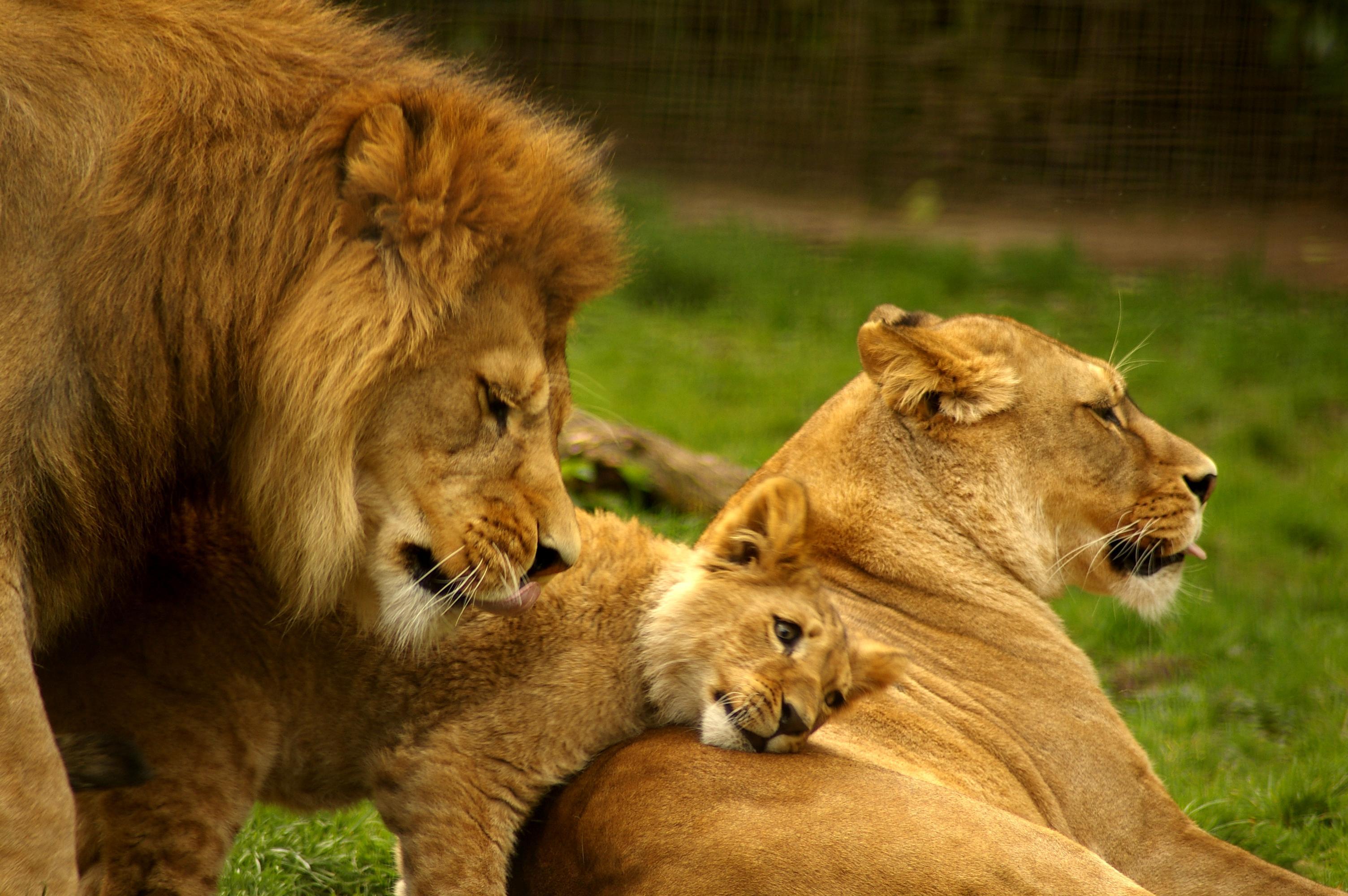 Free photo: Lion Family, Family, Jungle