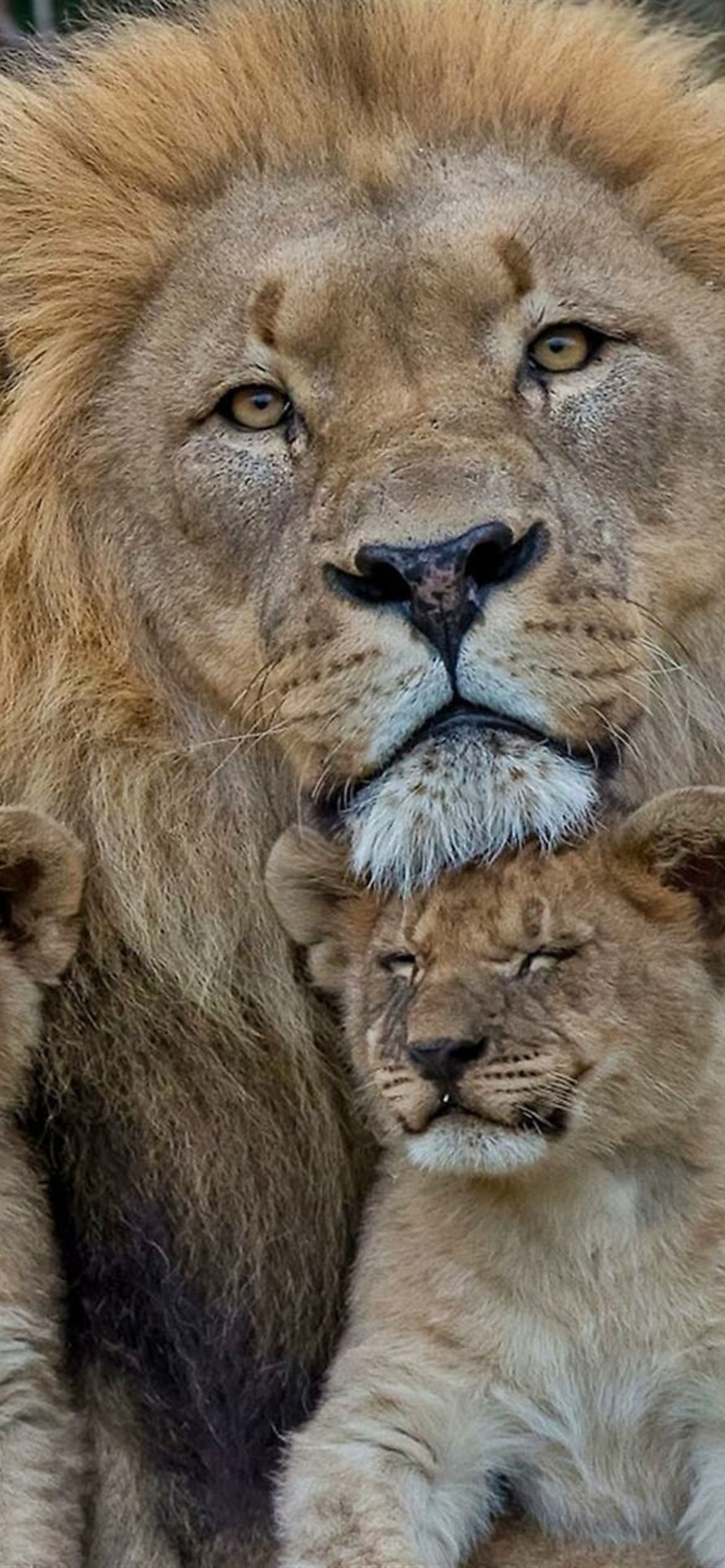 Lion Family Wallpaper for iPhone 12 Pro