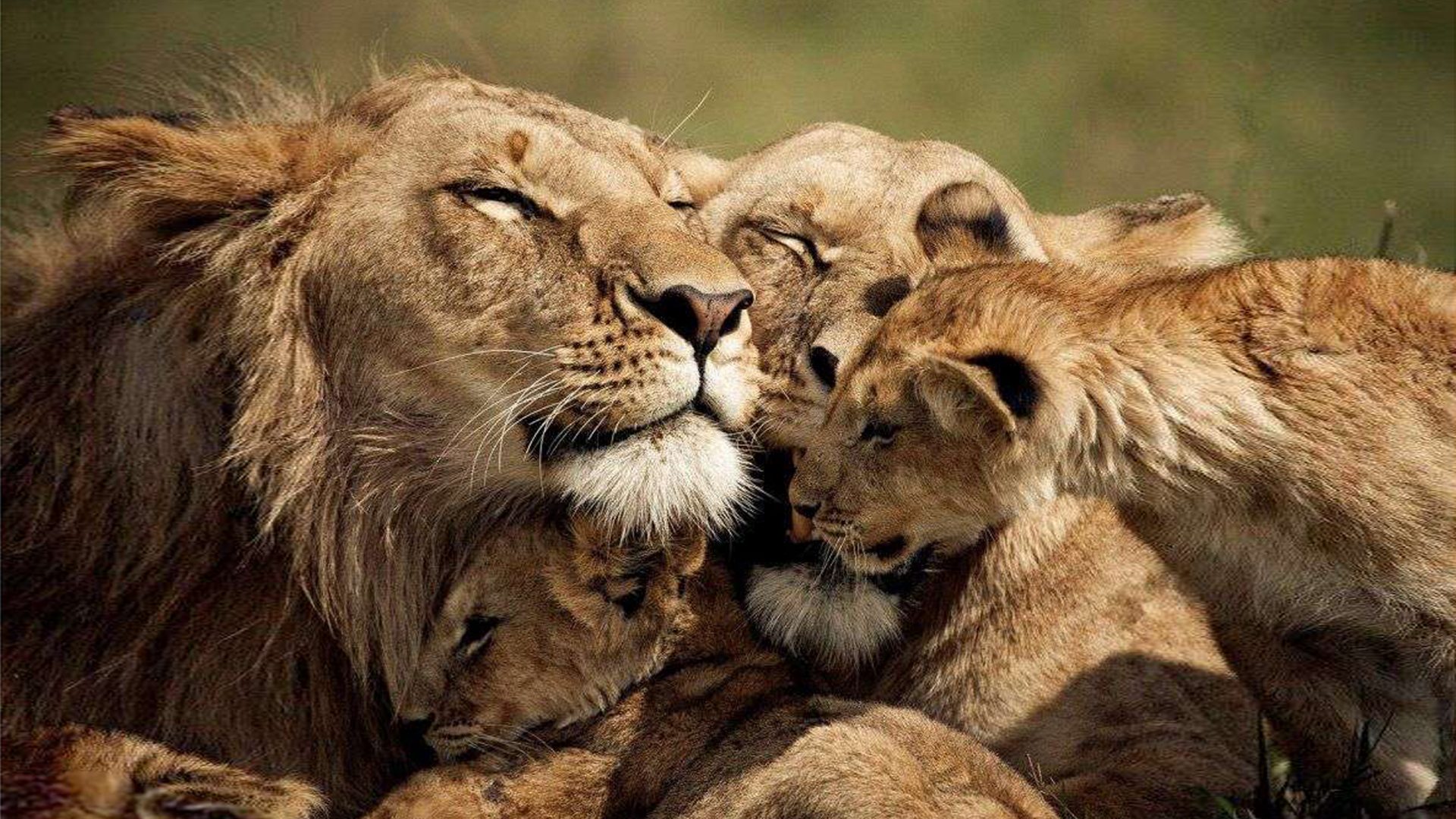 Lions Love A Family Of Lion Desktop Wallpaper HD 2560x1600, Wallpaper13.com