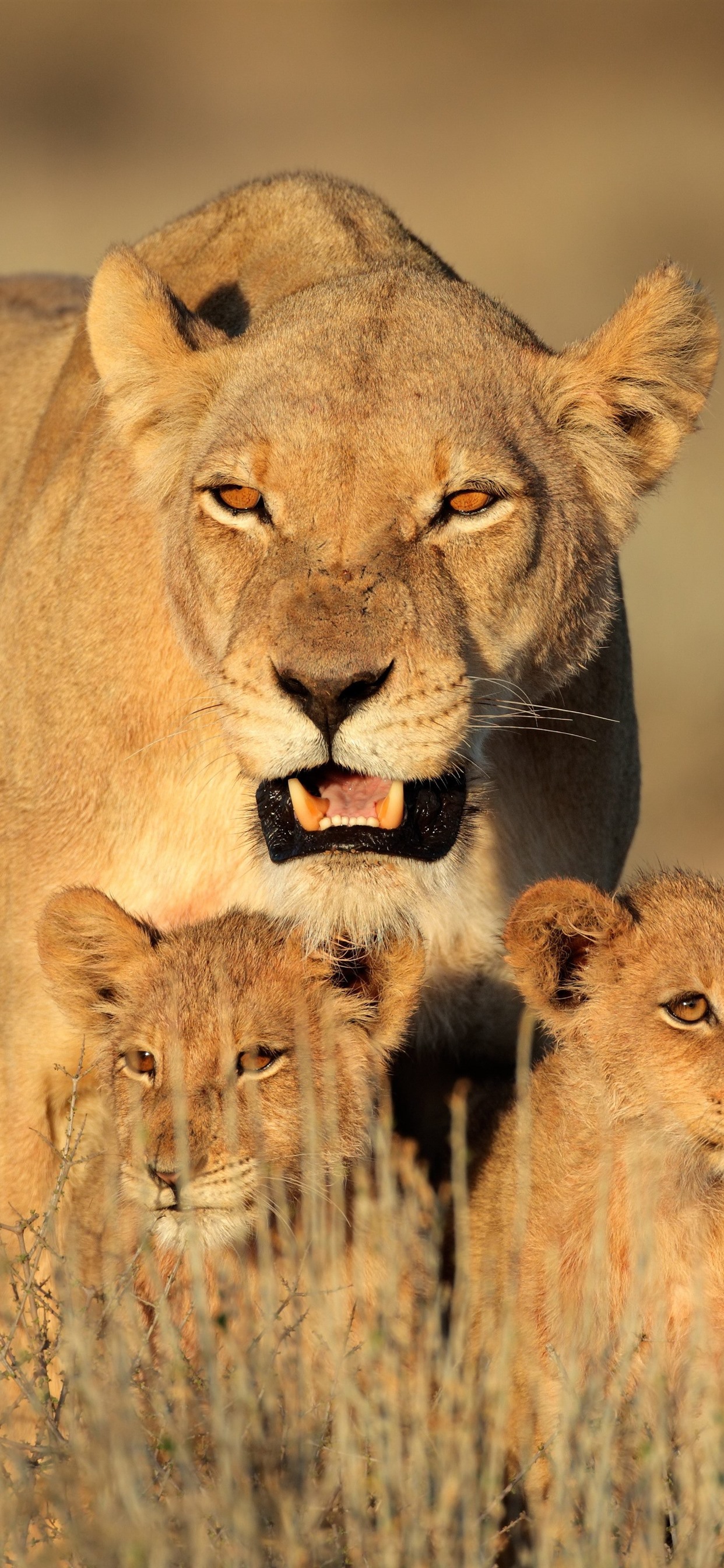 Wallpaper Lion family, cubs, bushes 3840x2160 UHD 4K Picture, Image