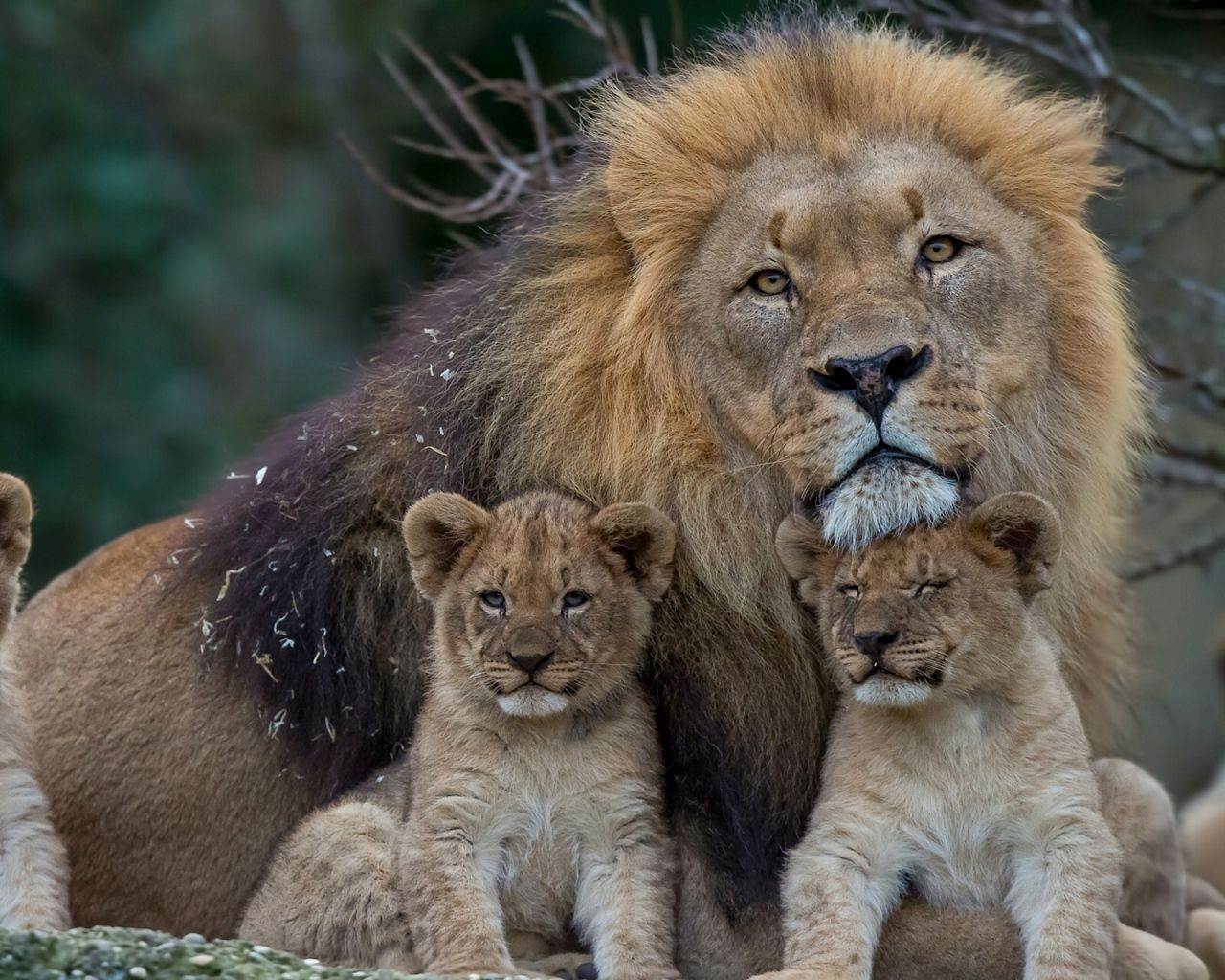 Download Wallpaper 1280x1024 Lion, Lioness, Young, Family, Predators 1280x1024 HD Background. Lion family, Cute animal picture, Cute animals