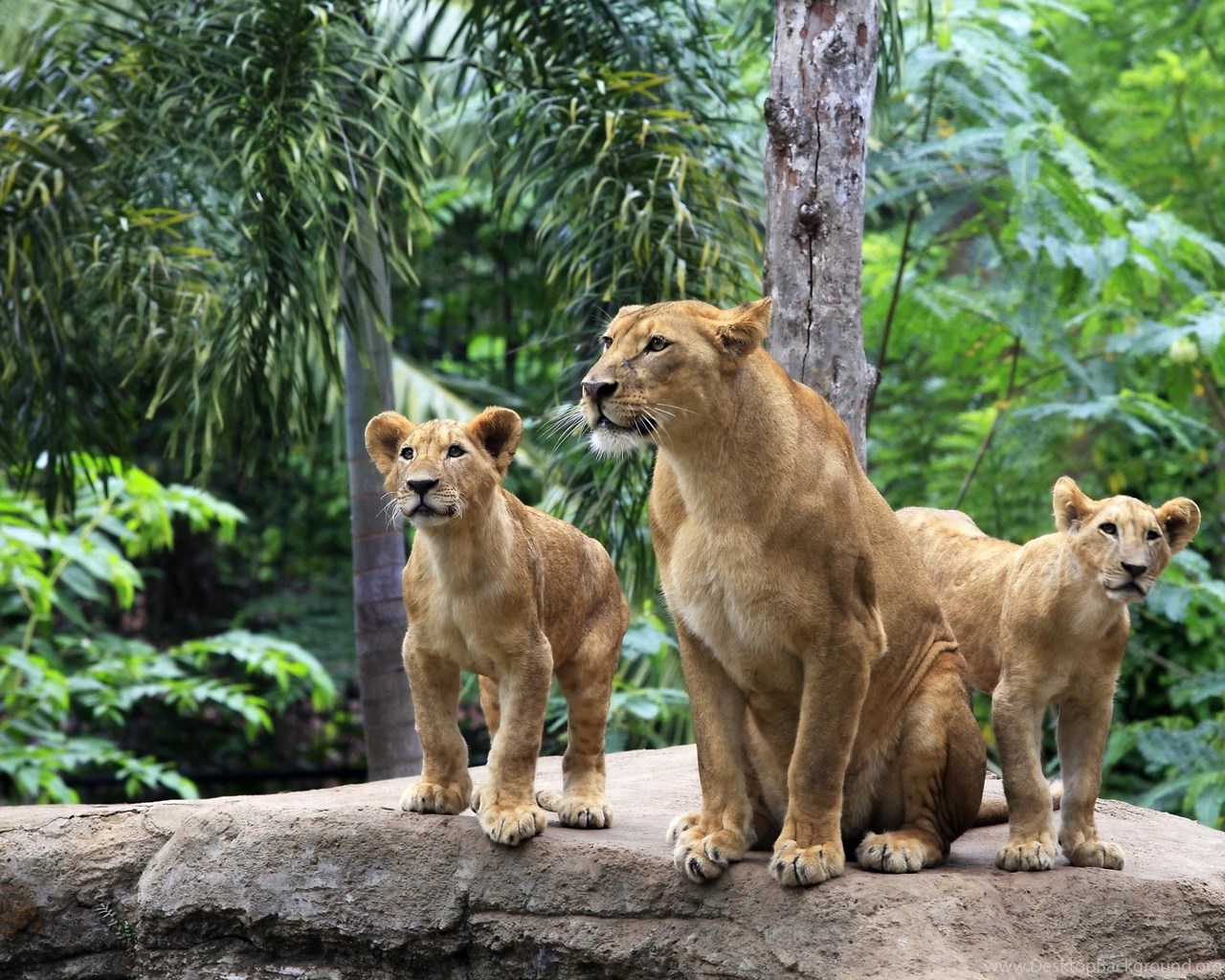 Lion Family Forest Wallpaper Desktop Background